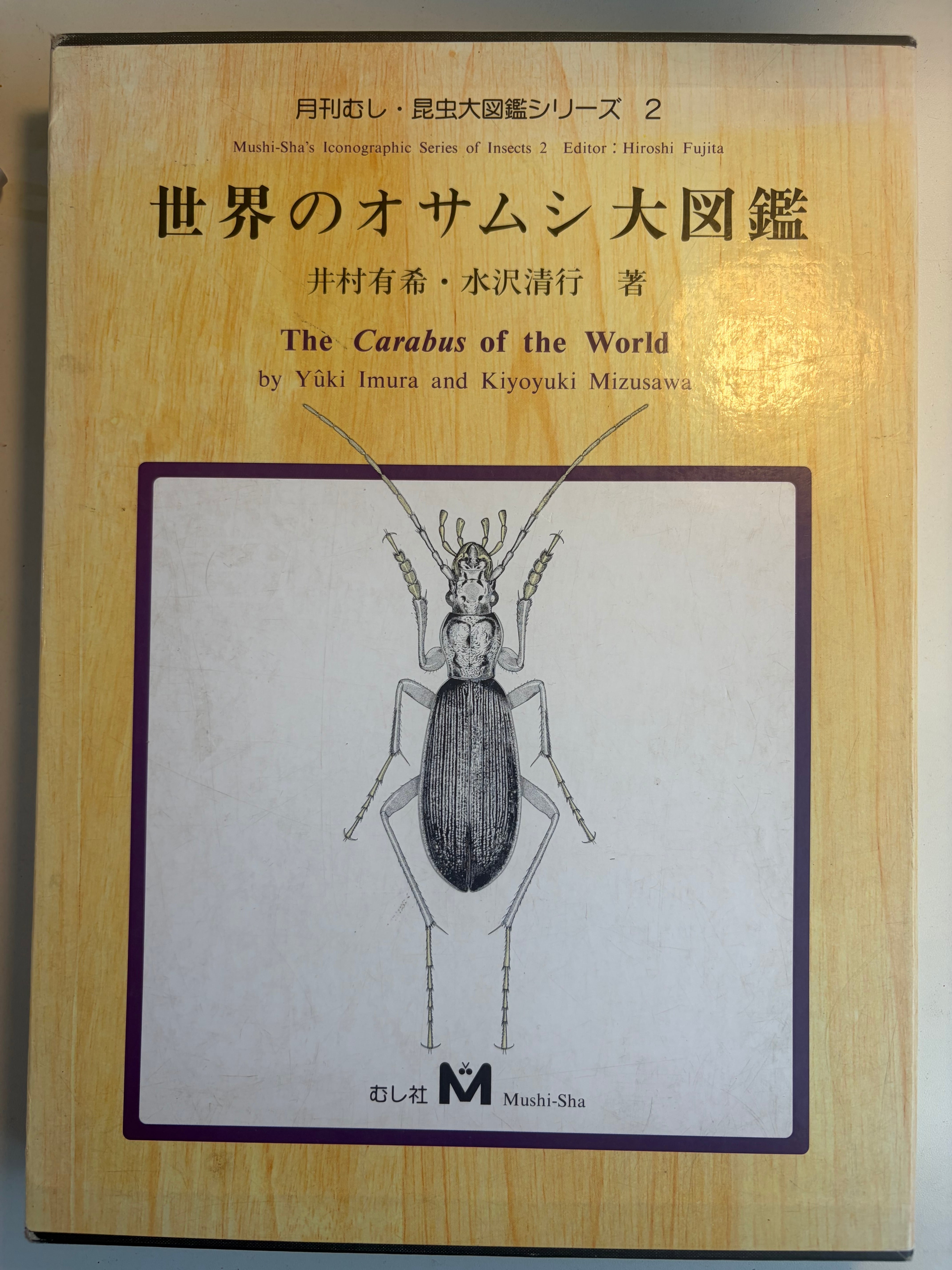 14mm】ヒゲナガオトシブミに酷似の首中オトシブミの一種 標本キリン