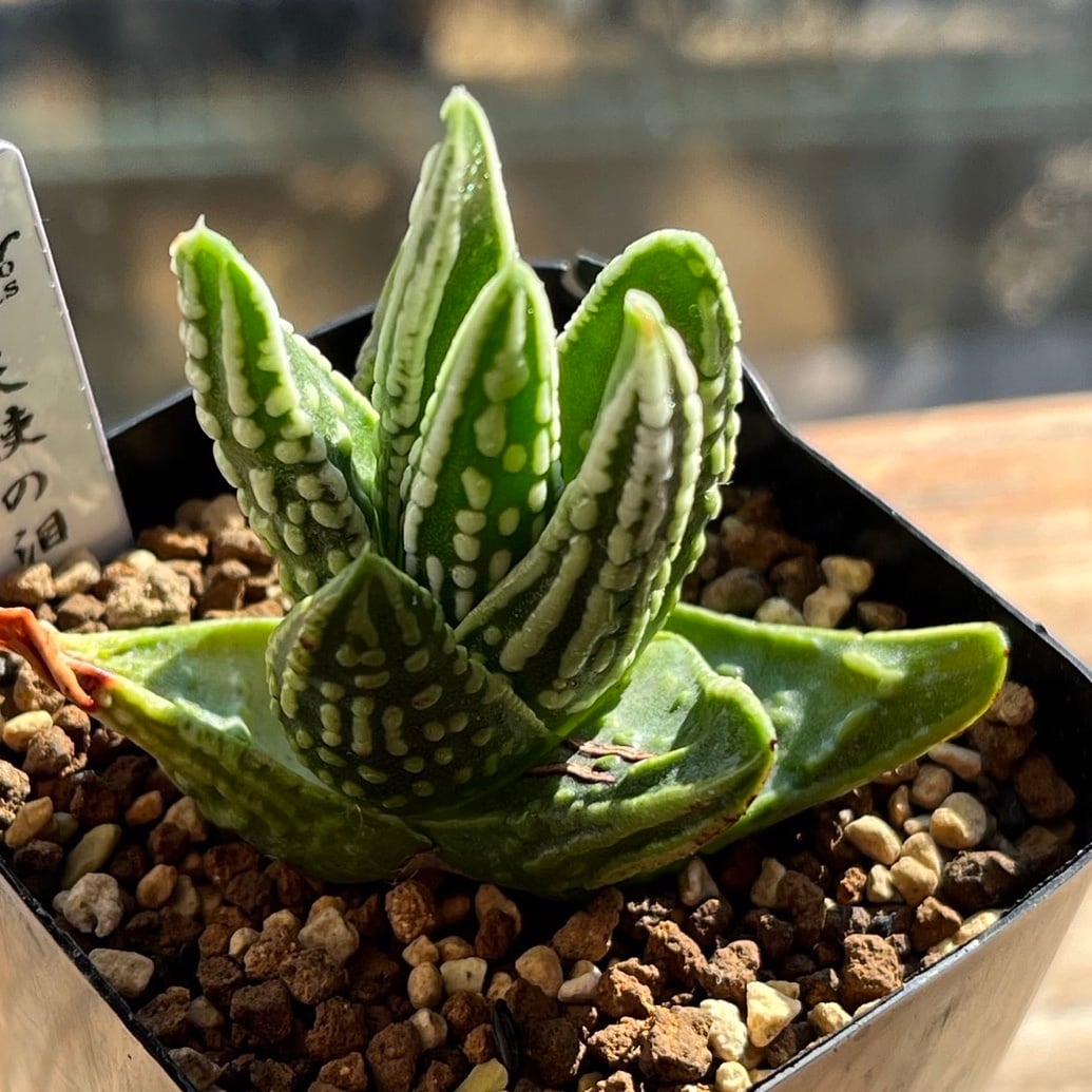 A-CUBE Factory 特選ゼオライト #0103 極細目 4562220713185 1個（直送