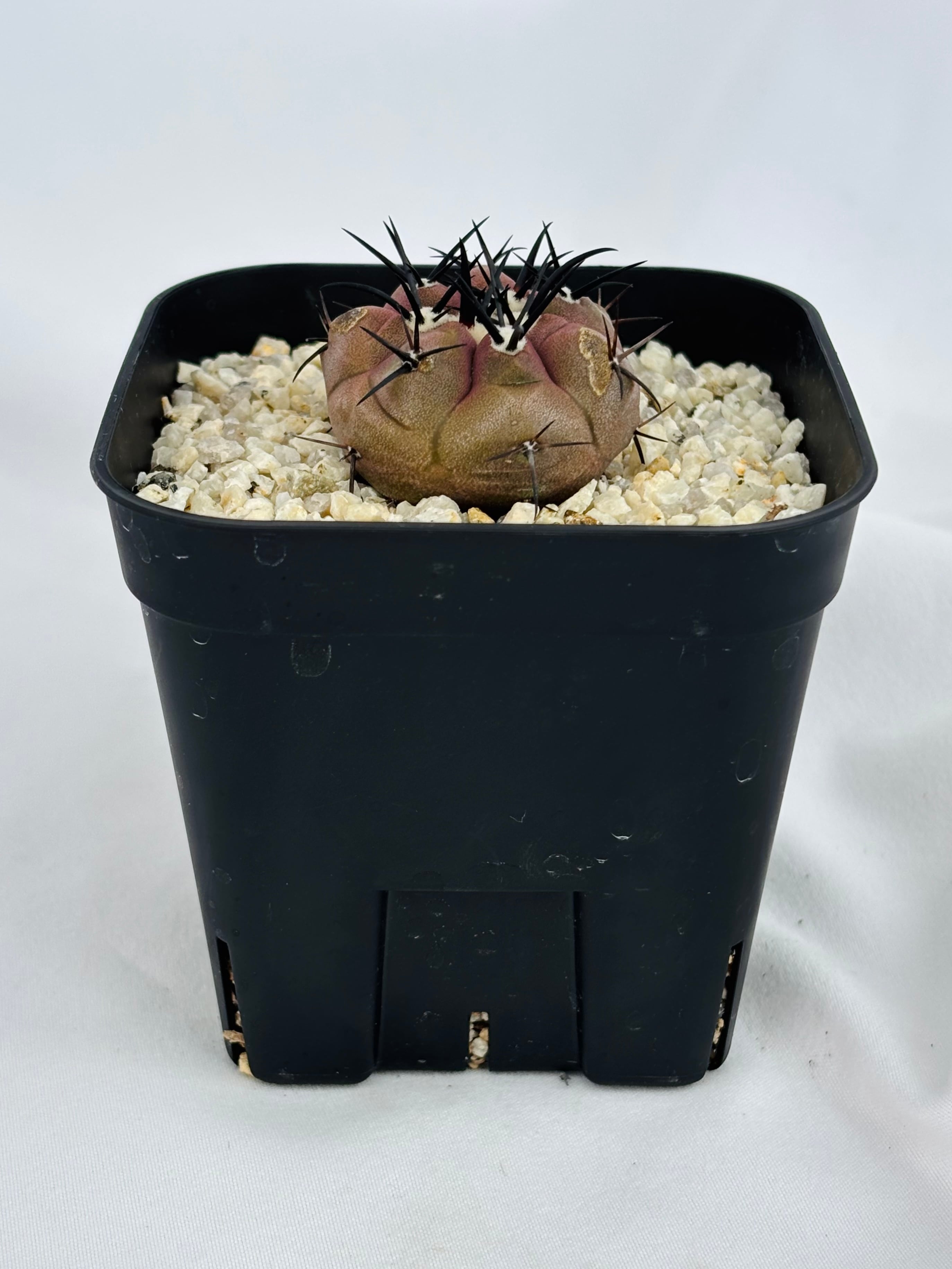 Copiapoa cinerea コピアポア シネレア 黒王丸 サボテン | plants MARU