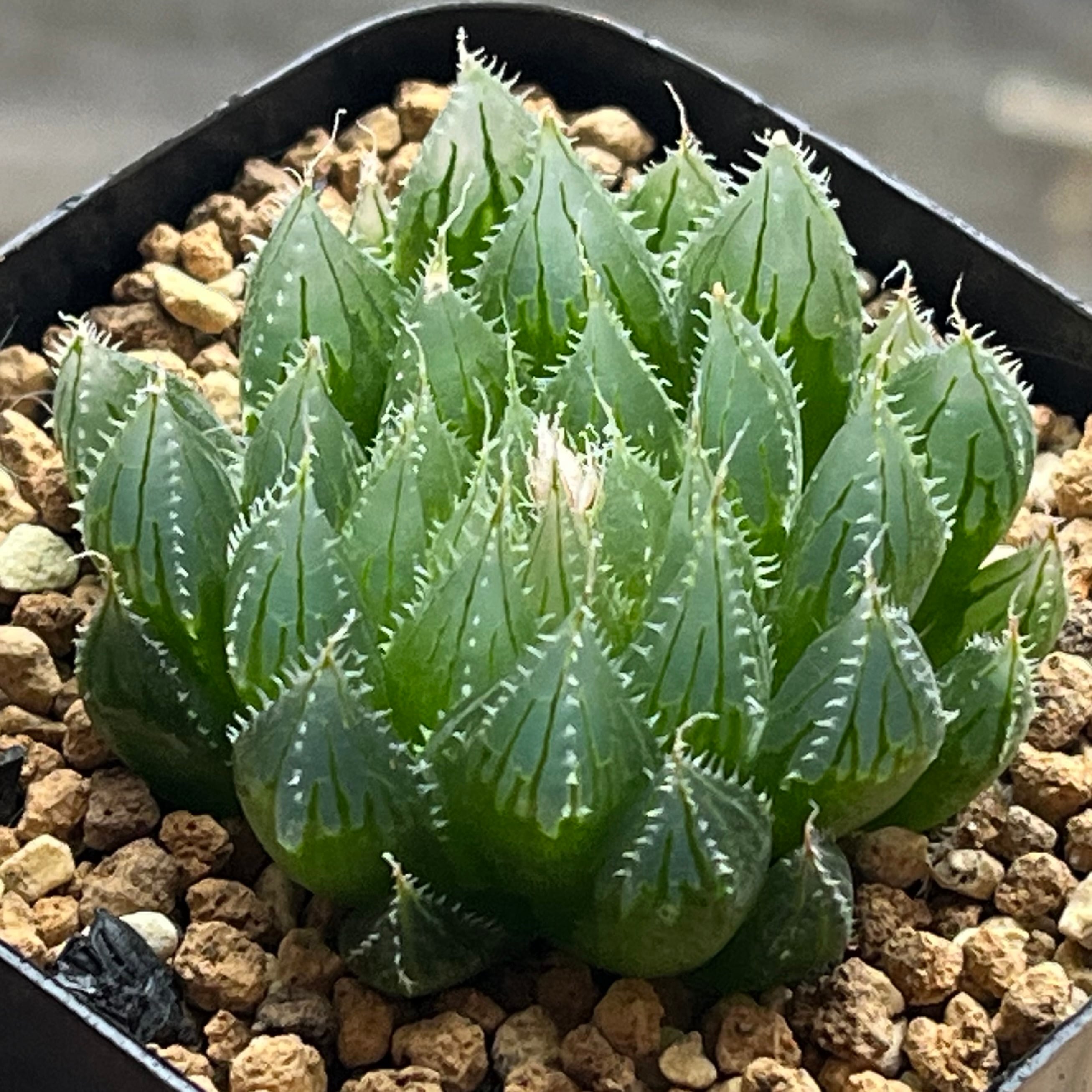 ハオルチア フェアリー | mocono_plants