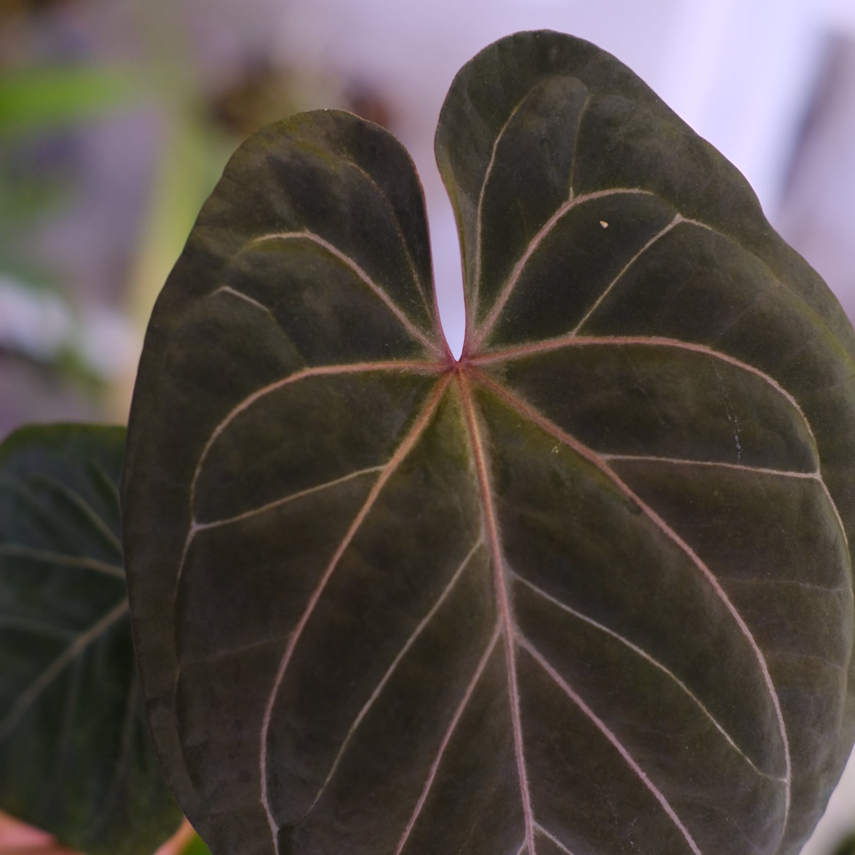 アンスリウム・キングオブスペード × ミシェル③│Anthurium King of