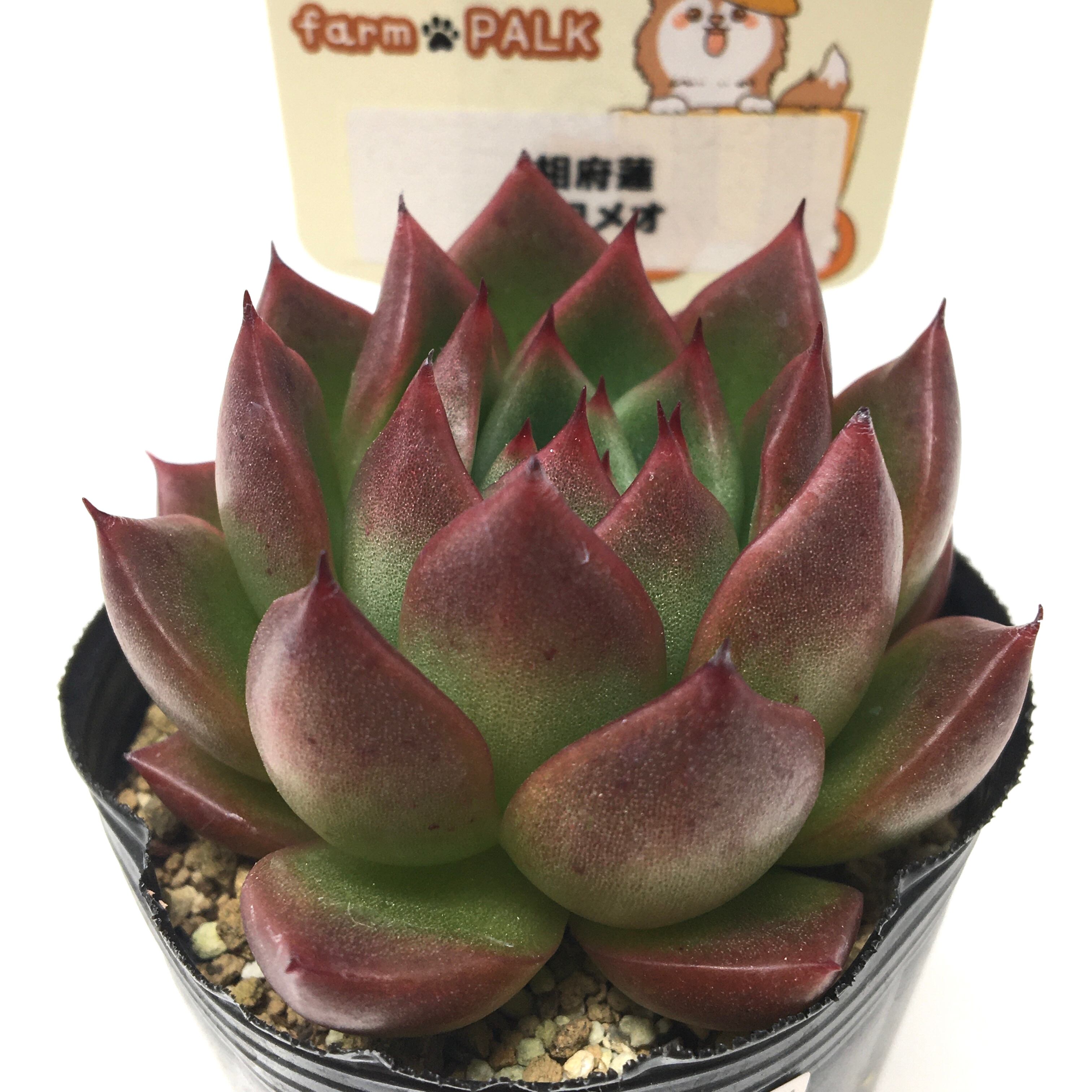 専用！多肉植物^o^  相府蓮 専用！多肉植物^o^ 相府蓮 【公式通販】