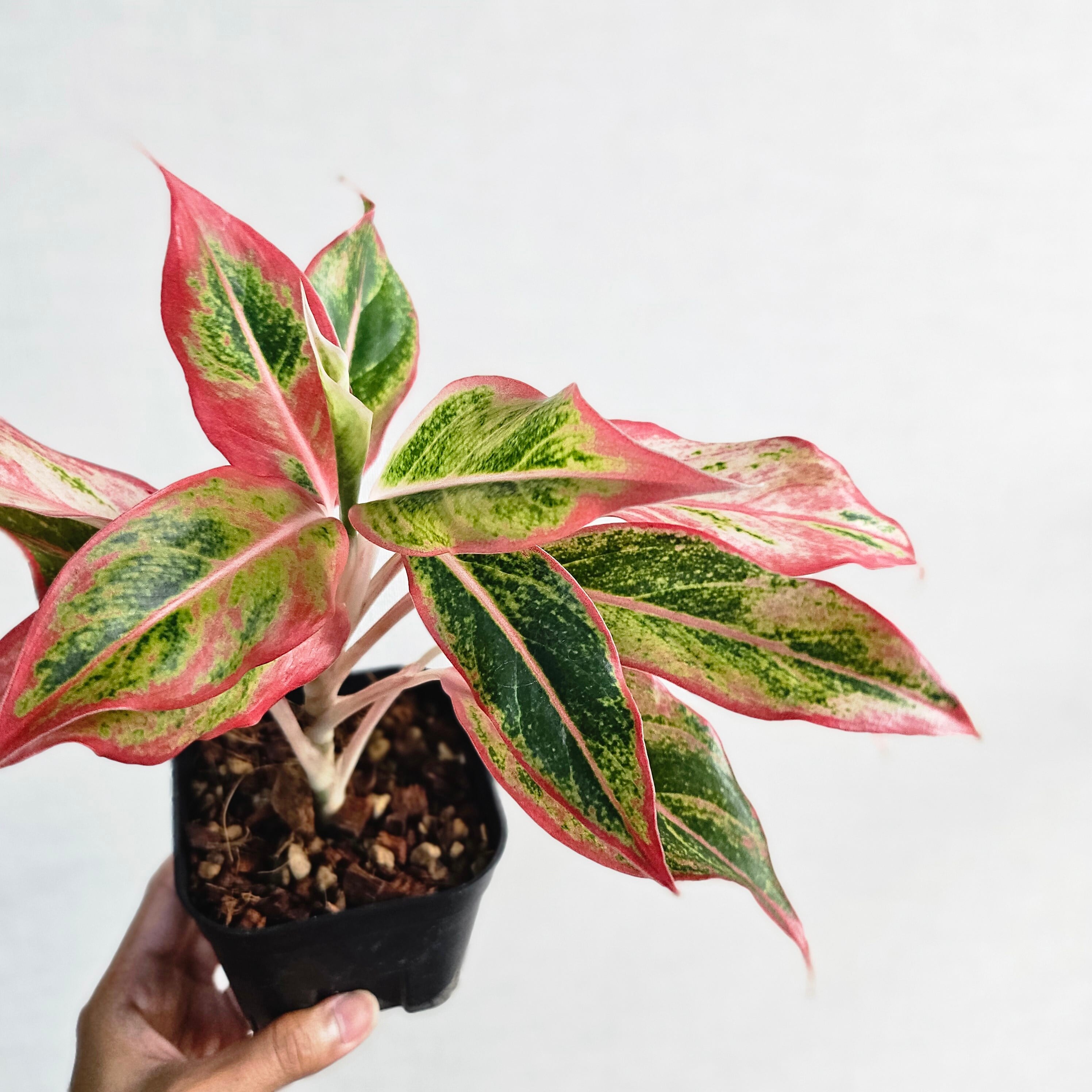 その他観葉植物 Aglaonema 3Colors Siam Aorora Siam Aurora Aglaonema | medium – Costa Farms