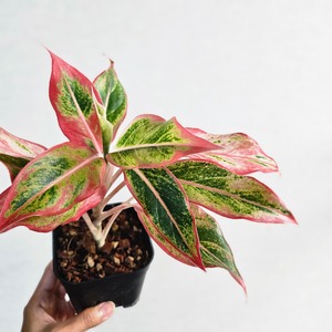 《Aglaonema Siam Aurora Orange》アグラオネマ サイアムオーロラオレンジ観葉植物 ／ レッドリーフ／ポット発送