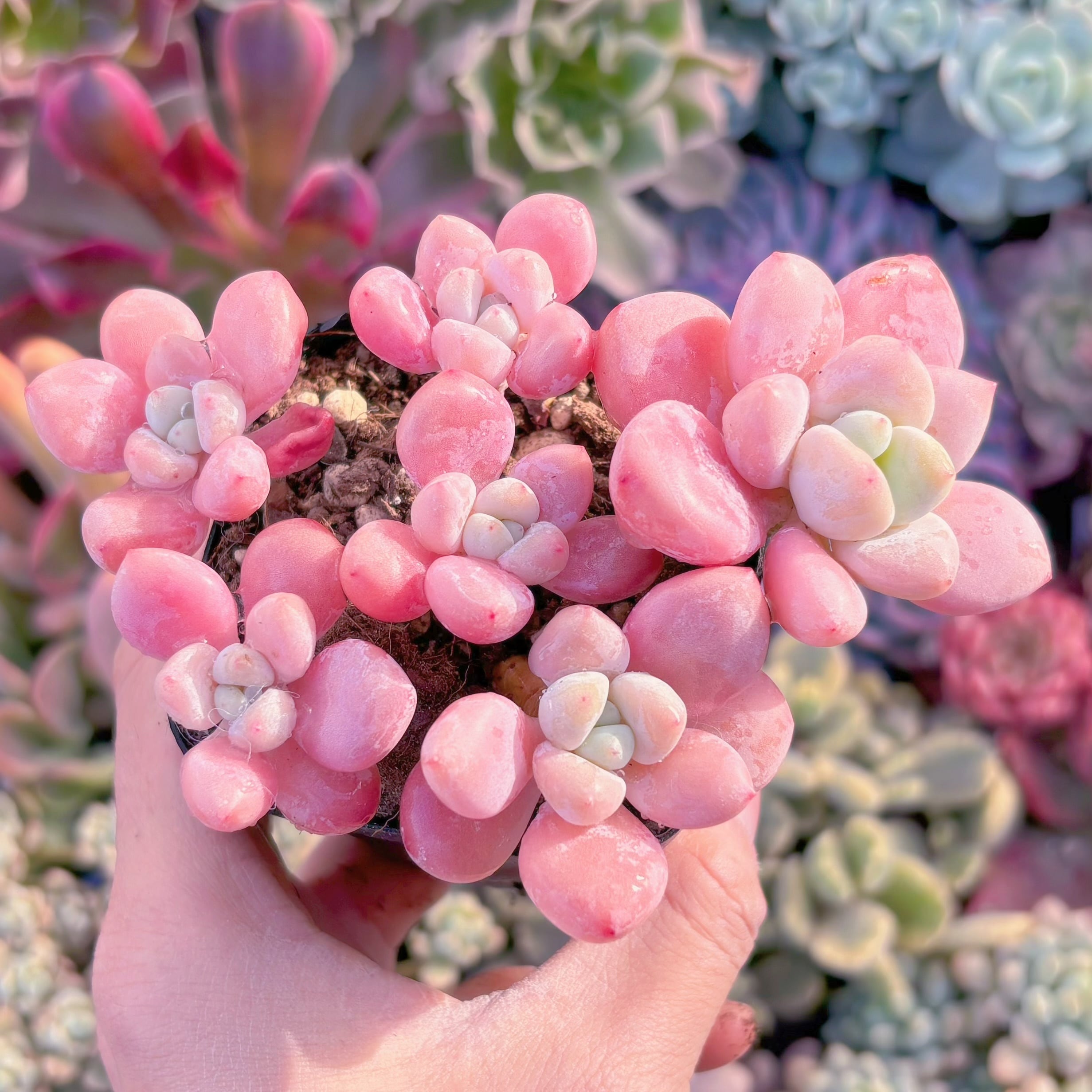 現品　マカロン#096　群生　新入荷　るる農園