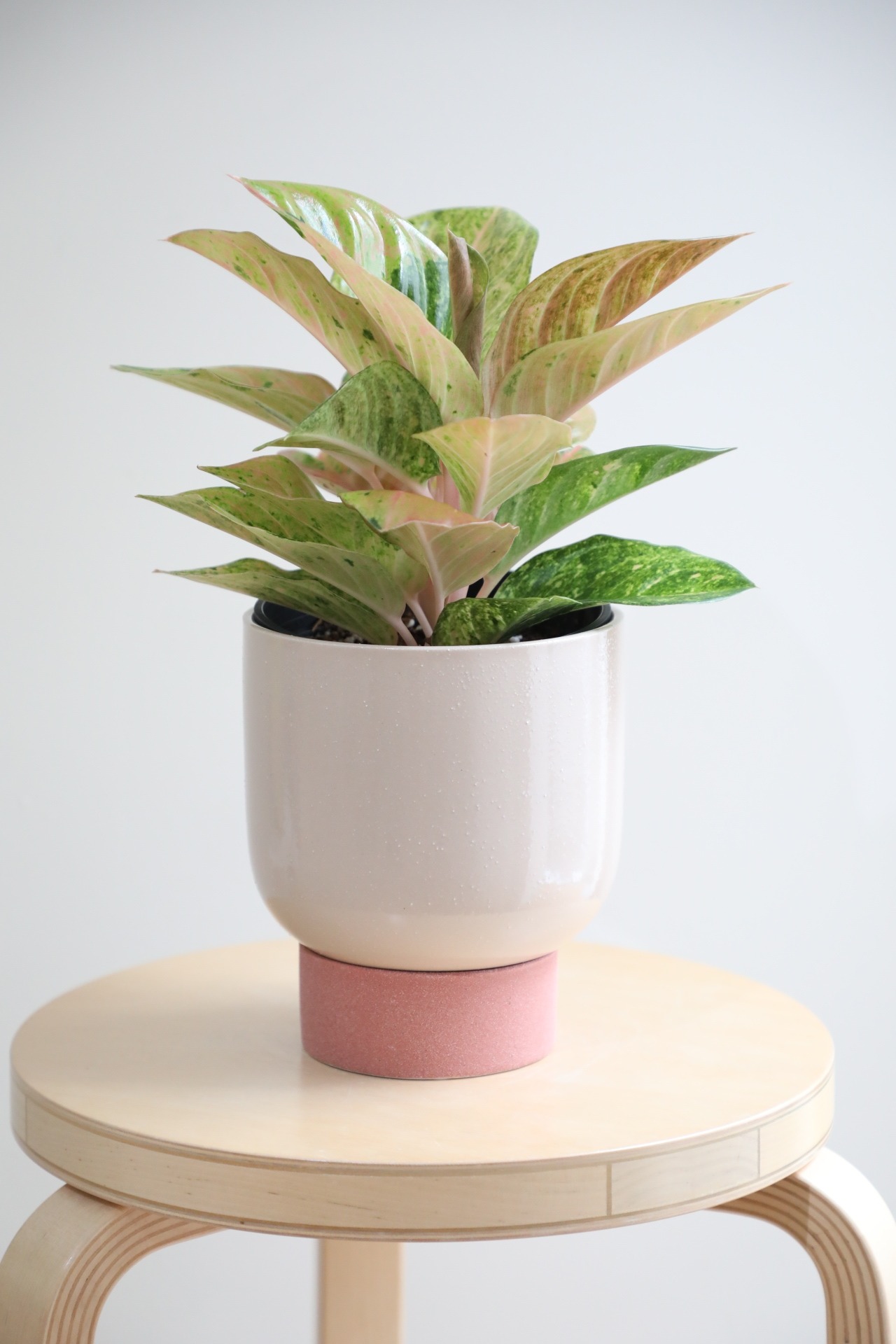 【M】アグラオネマ ピンクイメリタス/Aglaonema