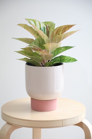 【M】アグラオネマ ピンクイメリタス/Aglaonema