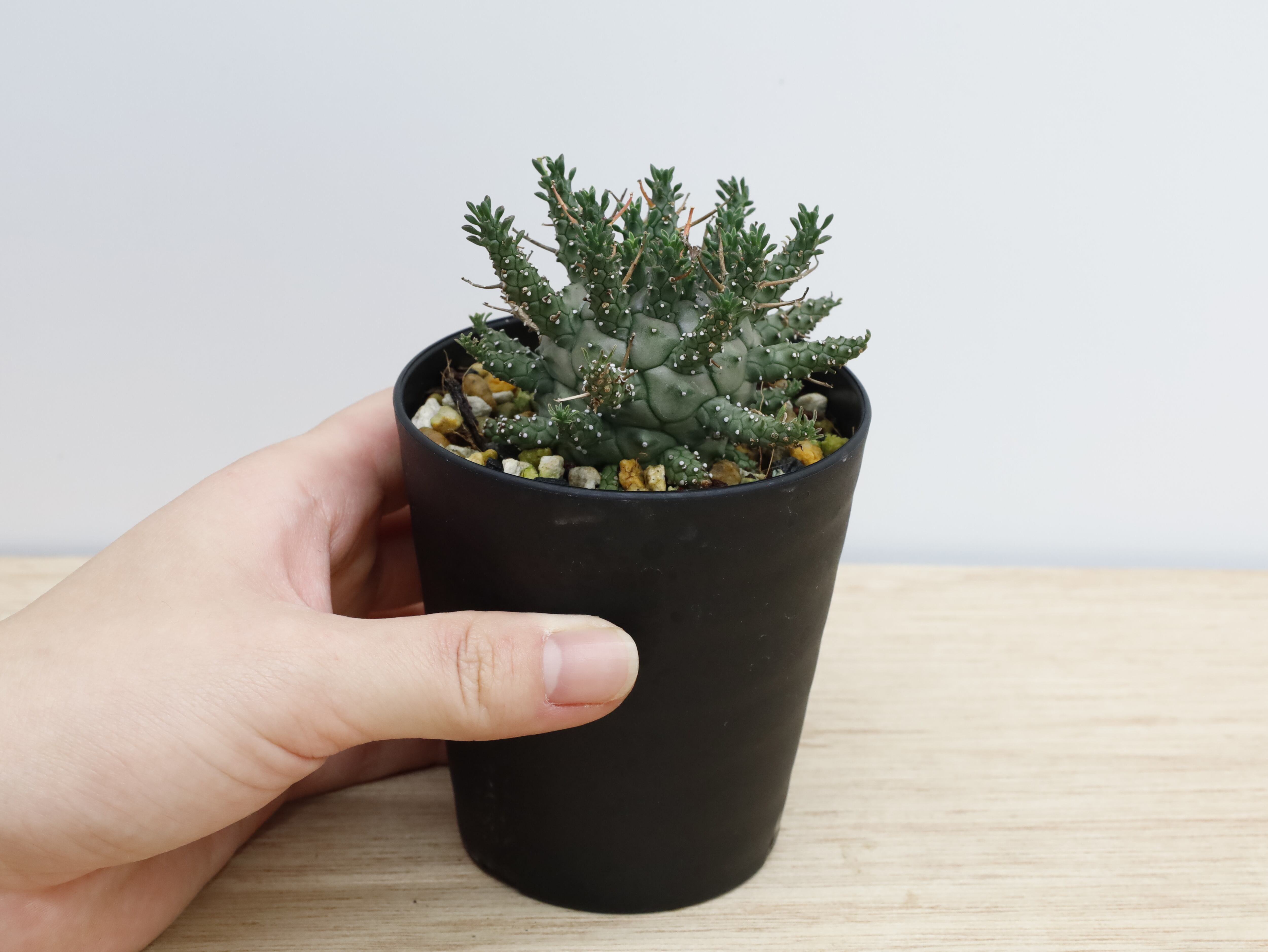 サイカス カイルンシアナ | THE CORE