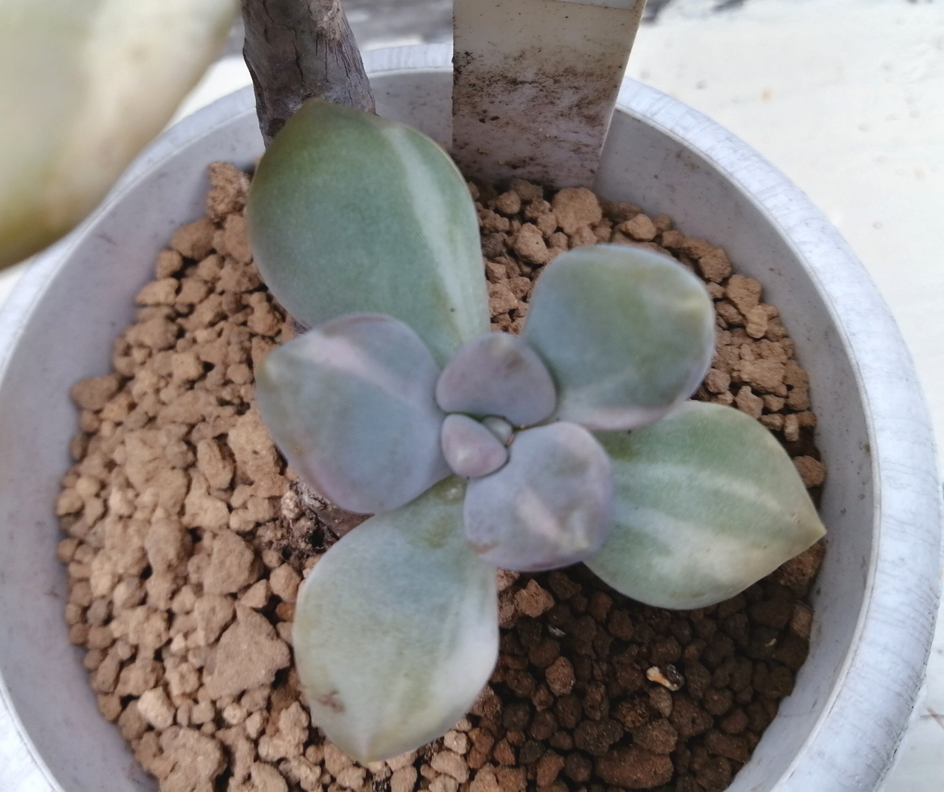 石蓮花錦(韓国苗) | RuPo 多肉植物専門店