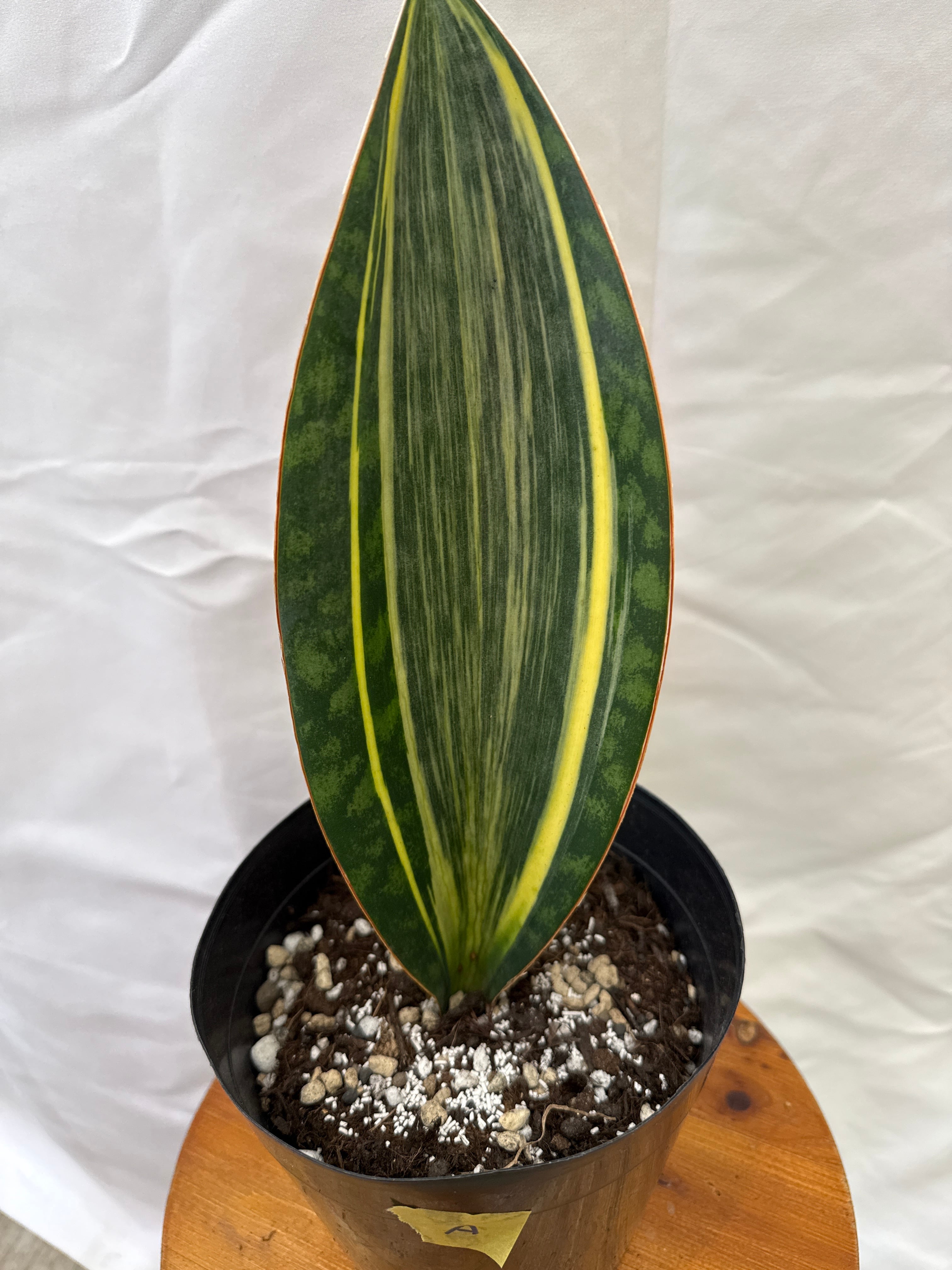 大きく育てたいサンスベリア・マッソニアーナ | ウチデグリーン | UCHI