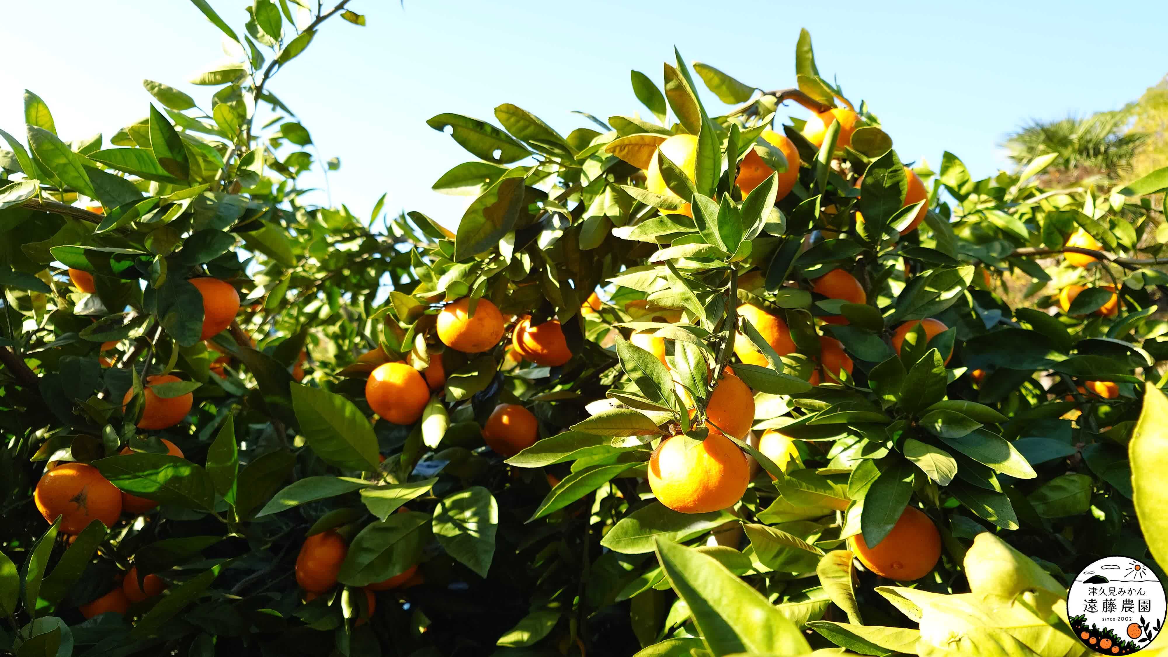 ad496205d9de4966ae073e92bb334f