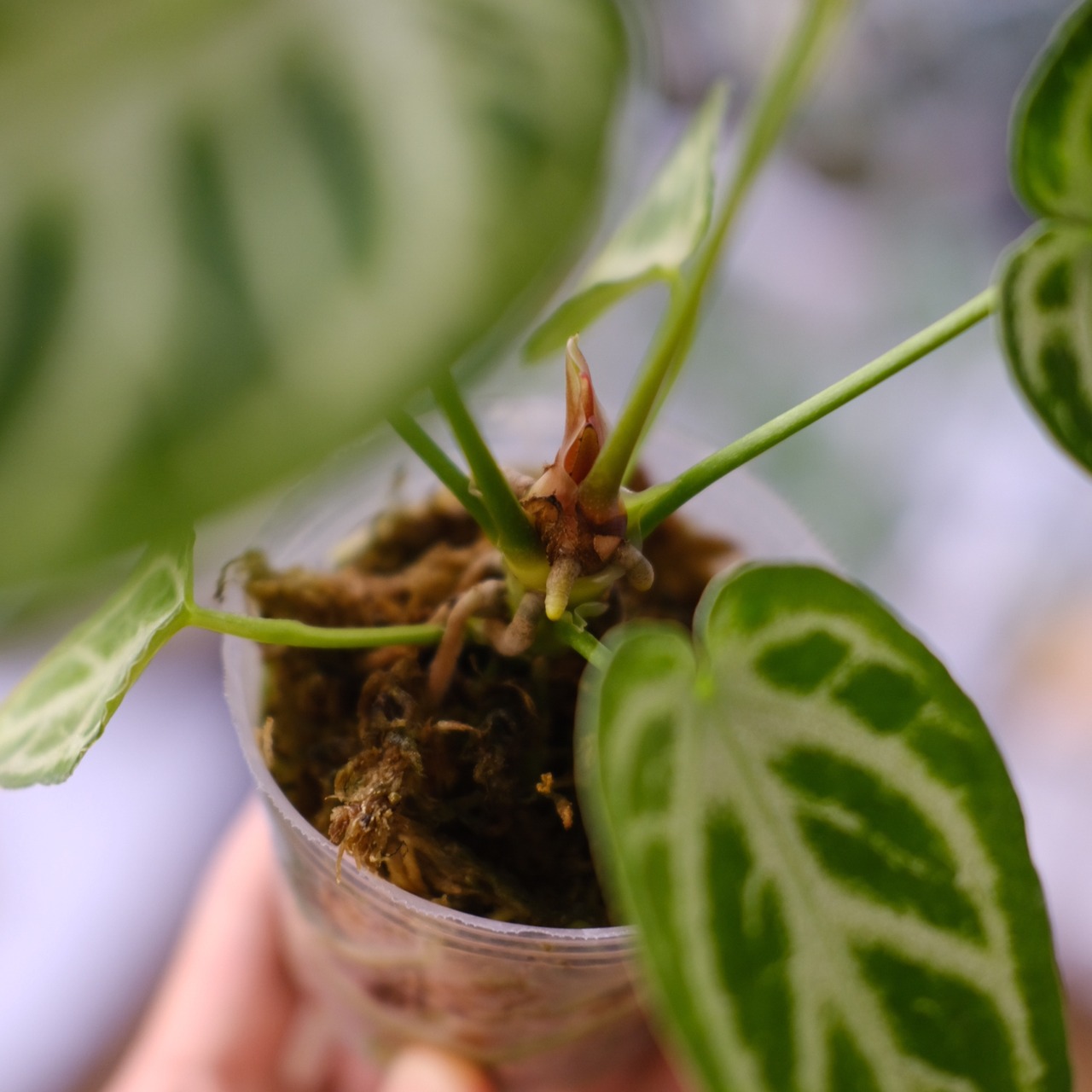 アンスリウム ドラヤキ × シルバーブラッシュ / Anthurium Dorayaki × Anthurium Silver brush⑫/ 観葉植物<育て方・花言葉>