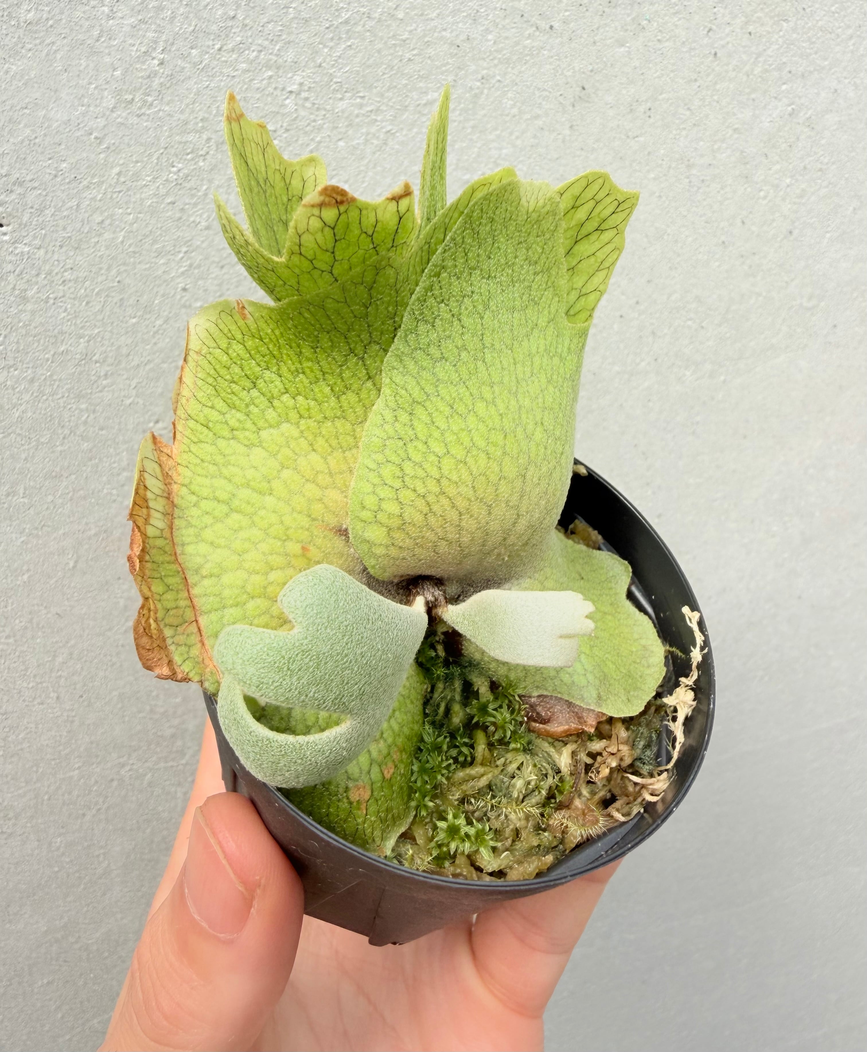 Platycerium_ビカクシダ | vandaka plants