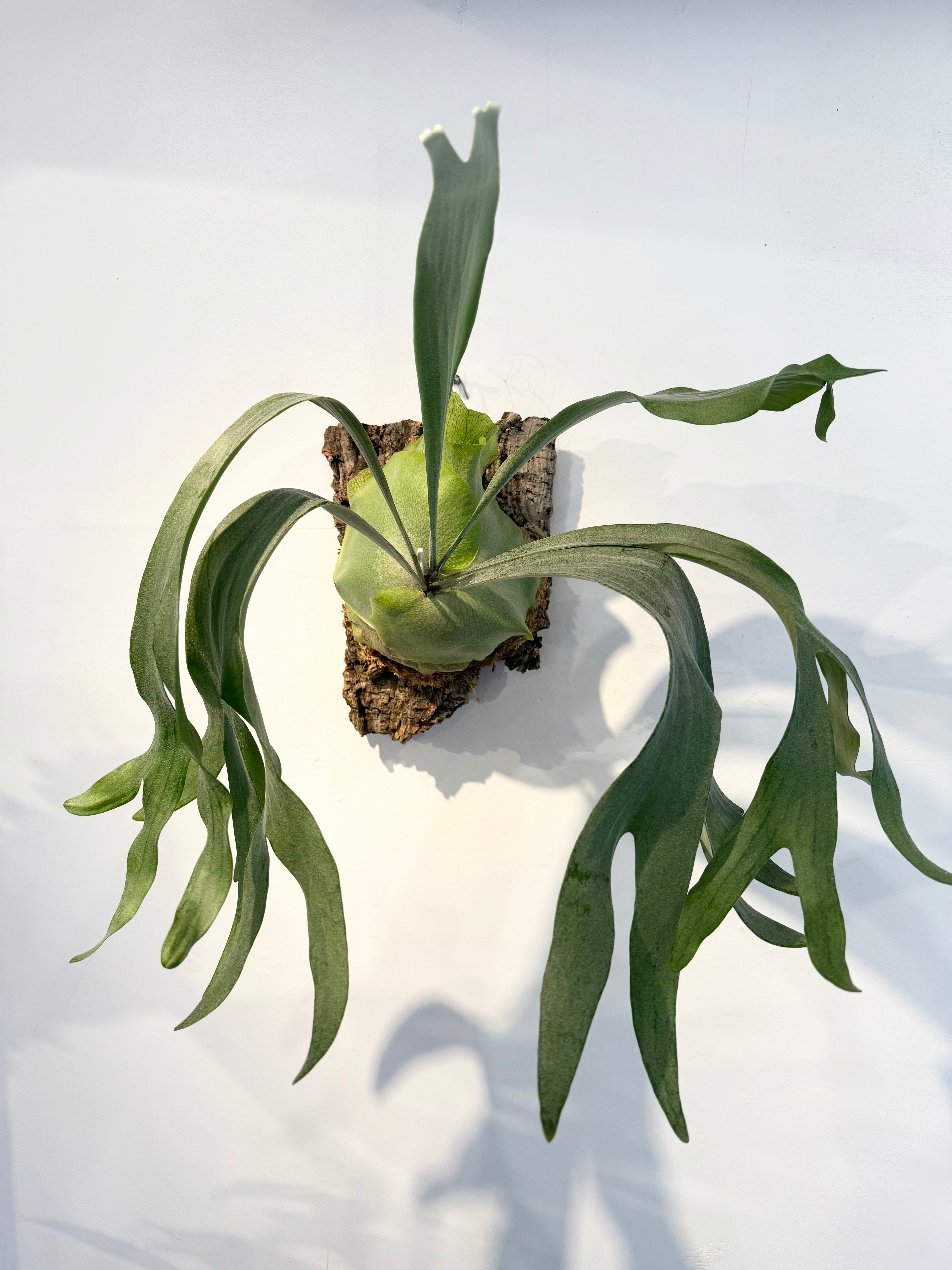 mare plantsさまからのご依頼で 「どこでも着生ビカクシダ」vol.2を