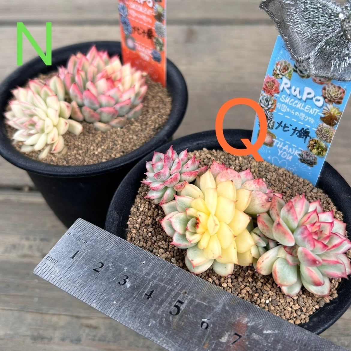 メビナ錦(お一つのお値段です | RuPo 多肉植物専門店