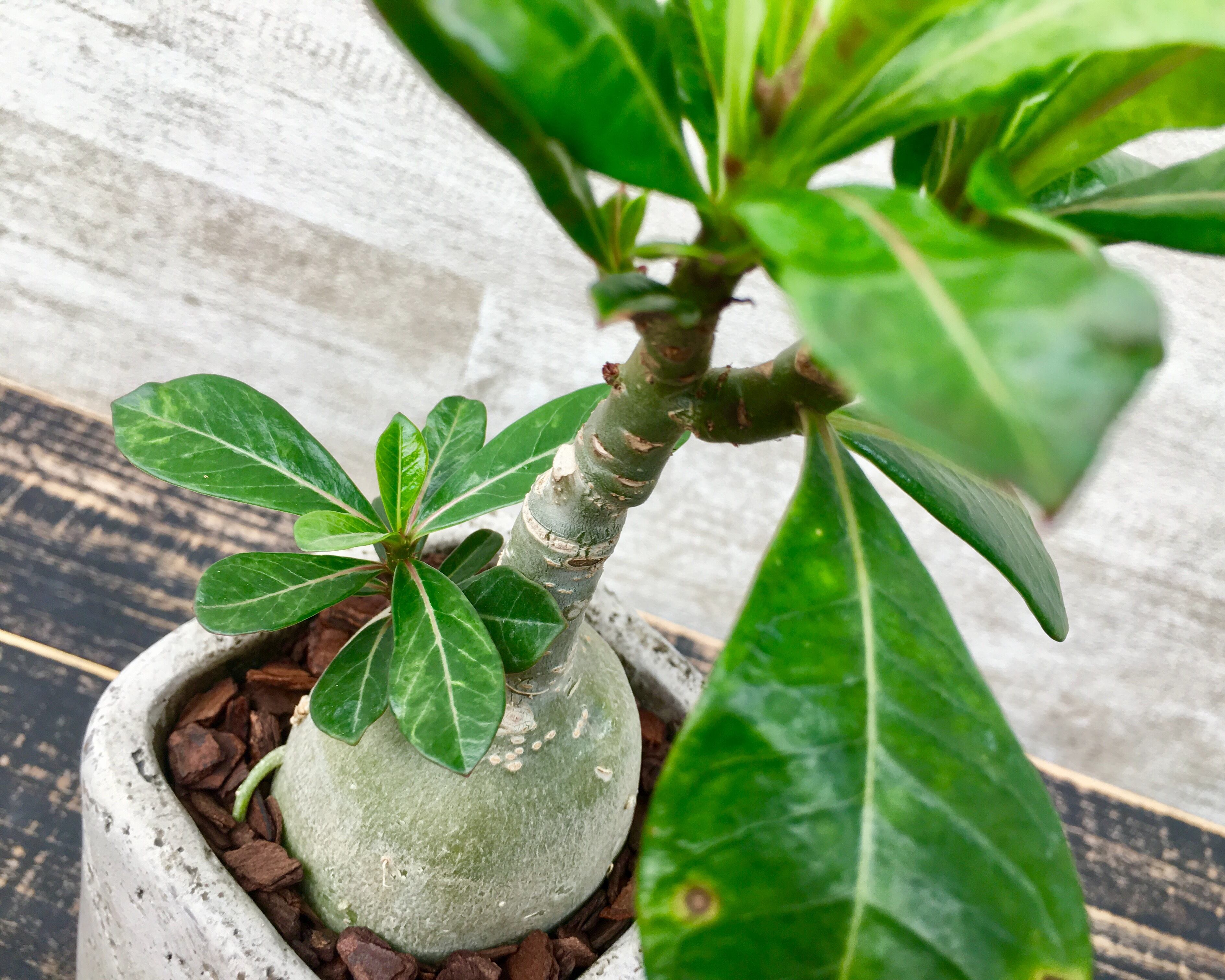 アデニウム 砂漠のバラ 塊根植物 セメントポット Planet Plants プラネットプランツ