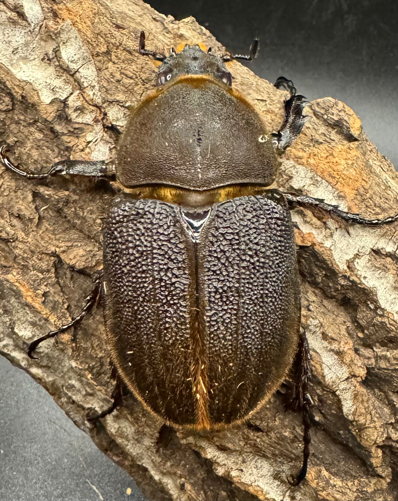 《ヘラクレス・ヘラクレス 148mm ペア》