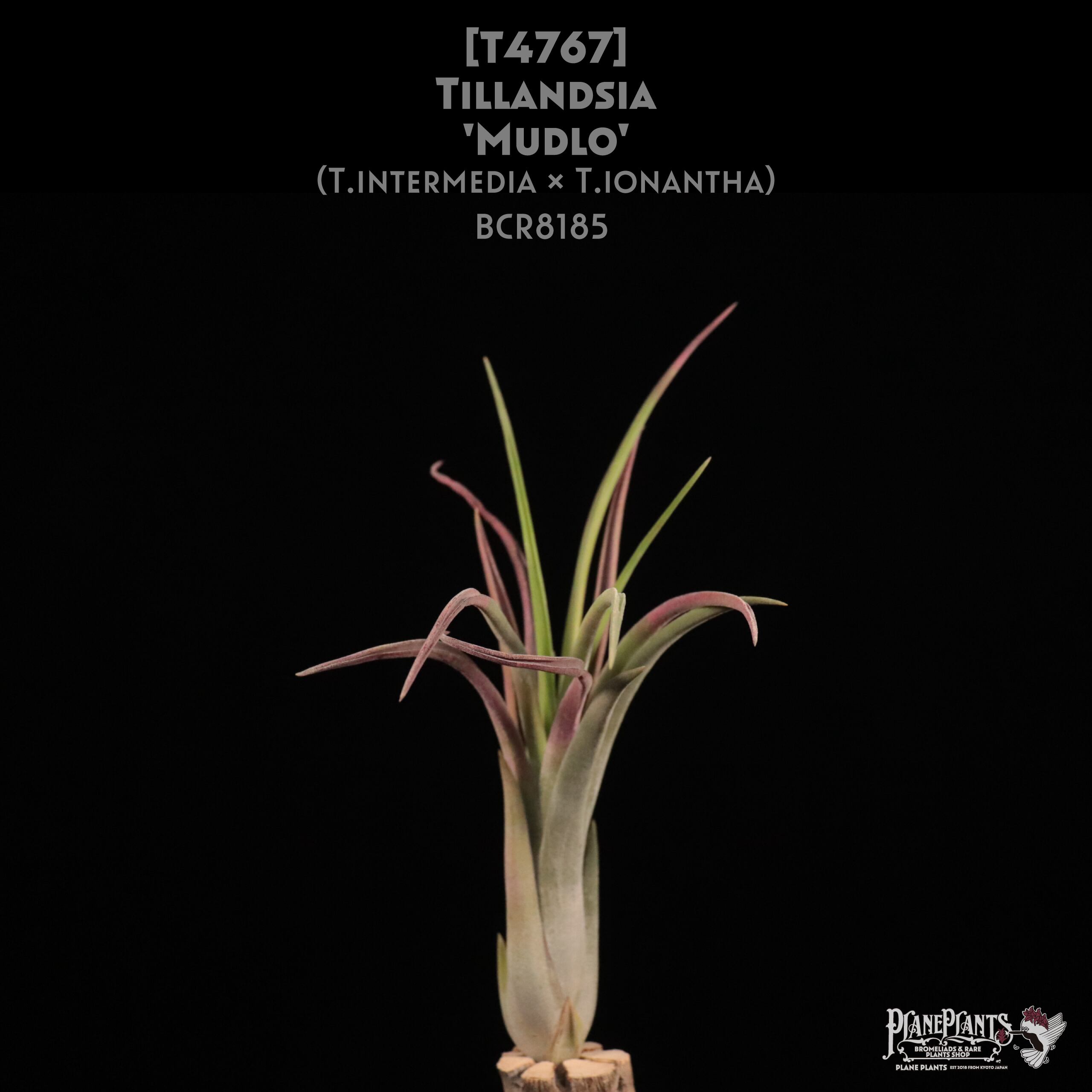 【reserved】'Mudlo'〔エアプランツ〕現品発送T4767