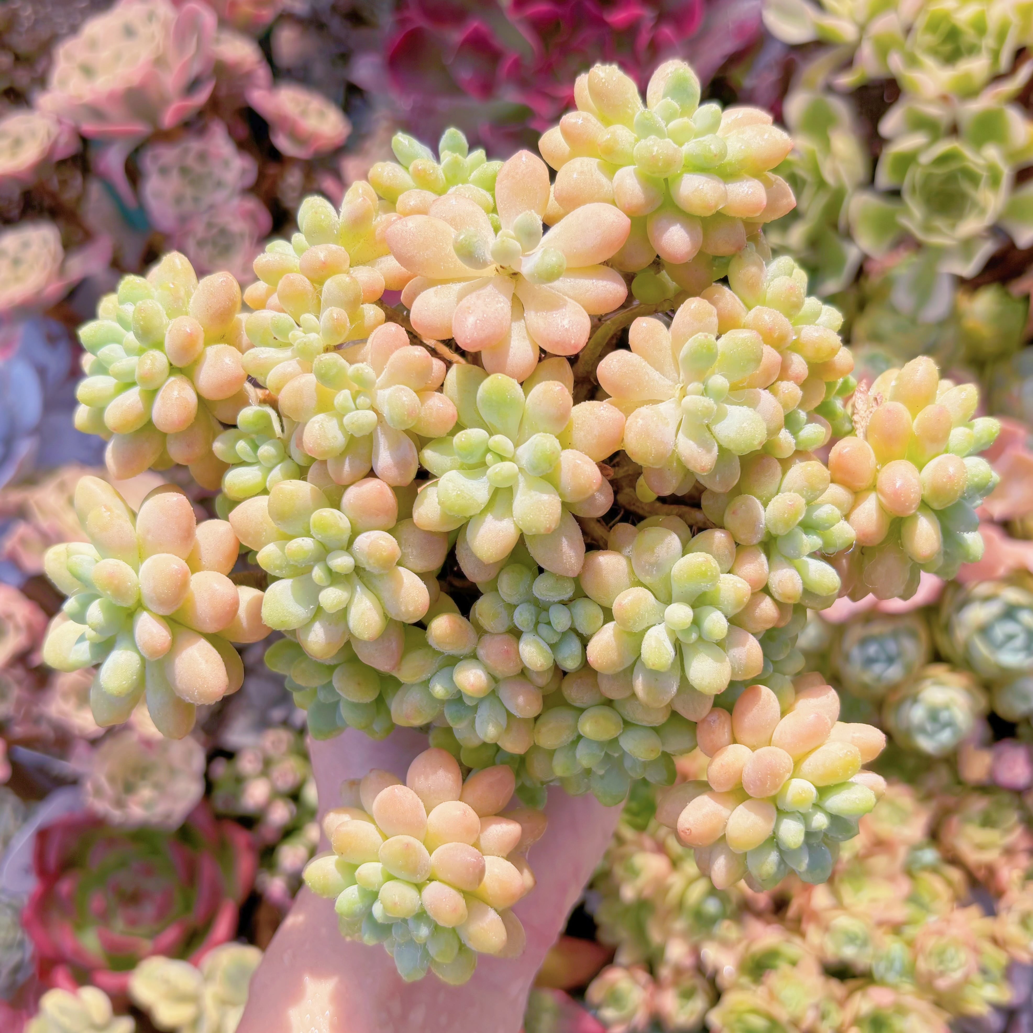 現品　丸葉ストロベリーミルク群生#2160　るる農園