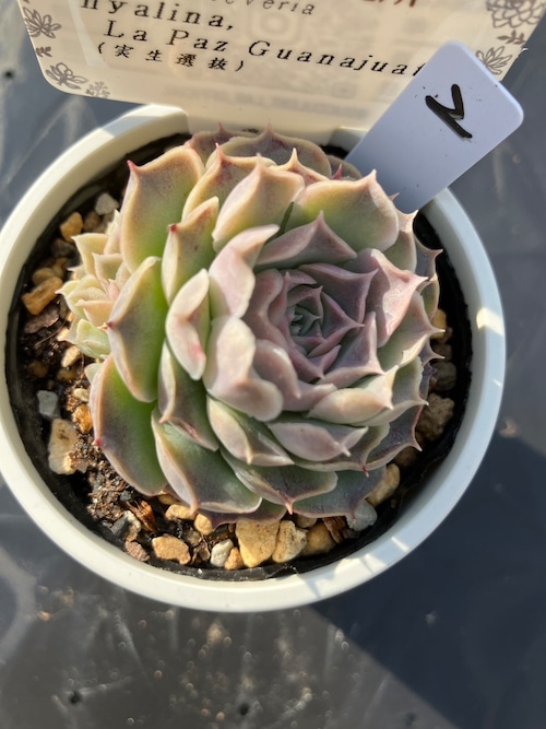 【現物商品】 hyalina, La Paz Guanajuato（実生選抜）②