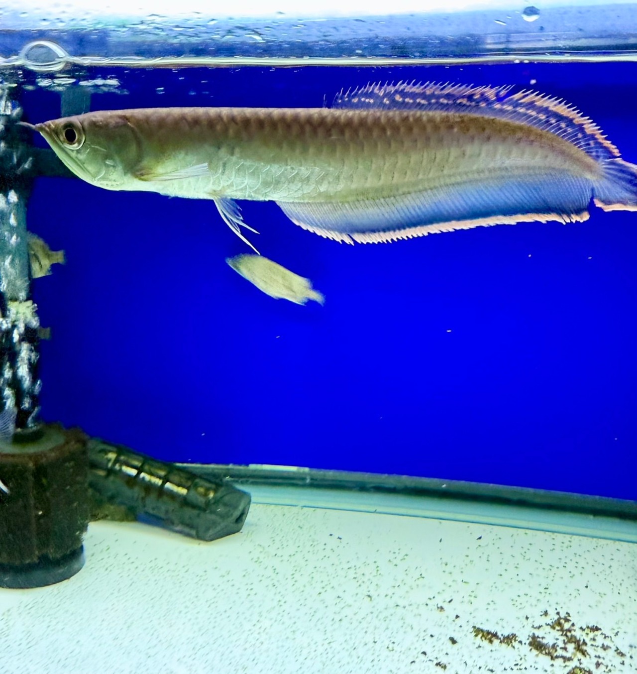 ワイルドブラックアロワナ（ブルー） - 3