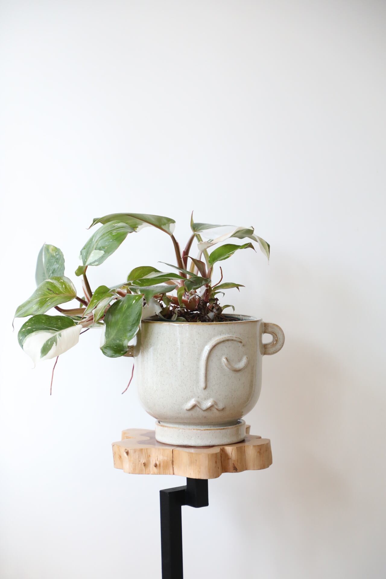 M】フィロデンドロン ホワイトナイト/Philodendron White Knight ※陶器