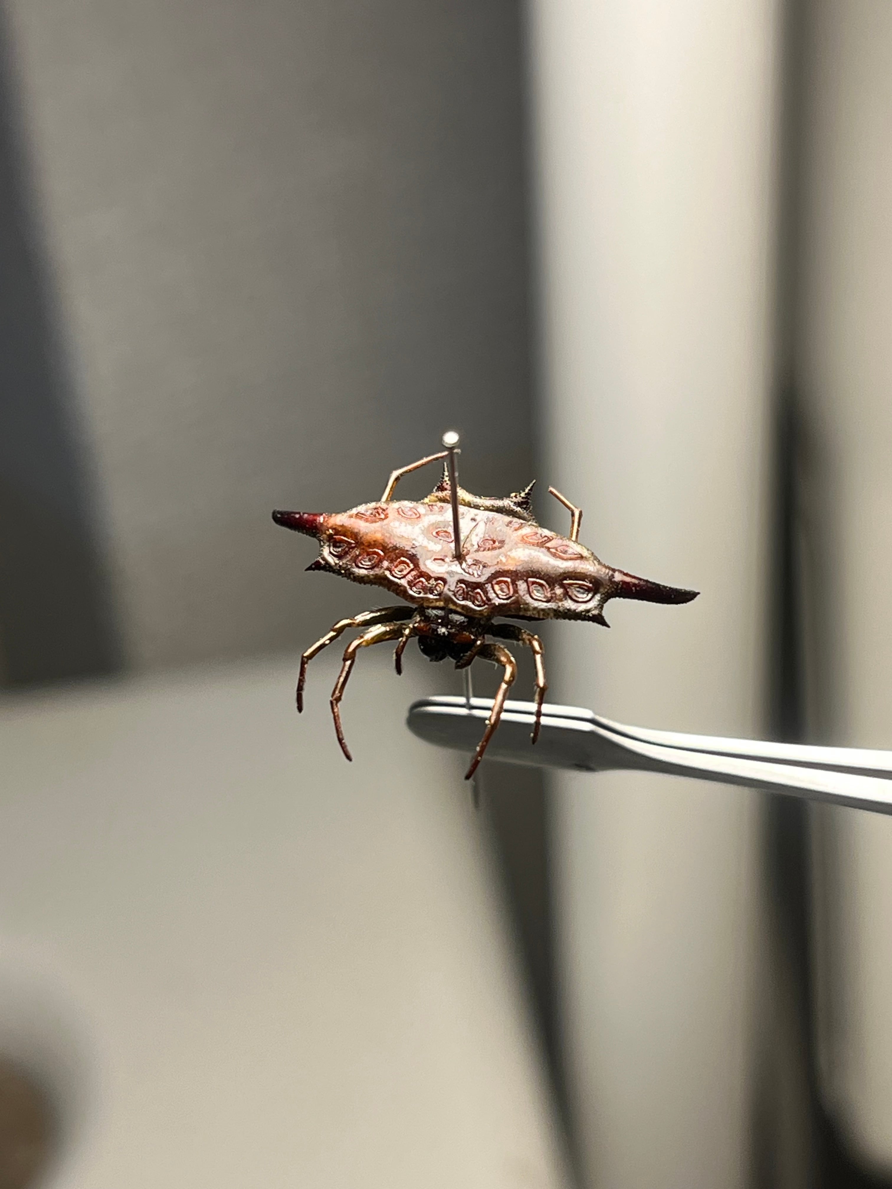 BIG】シリキレグモ トラップドアスパイダー タランチュラ ムカデ