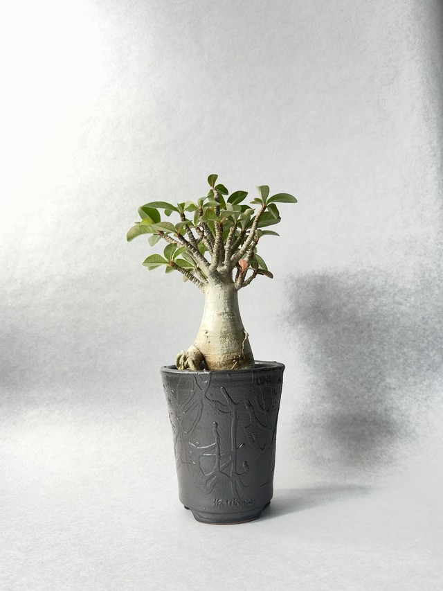 アデニウム・コンパクトセレクト