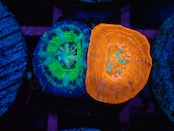 Scolymia BabyGarden 2