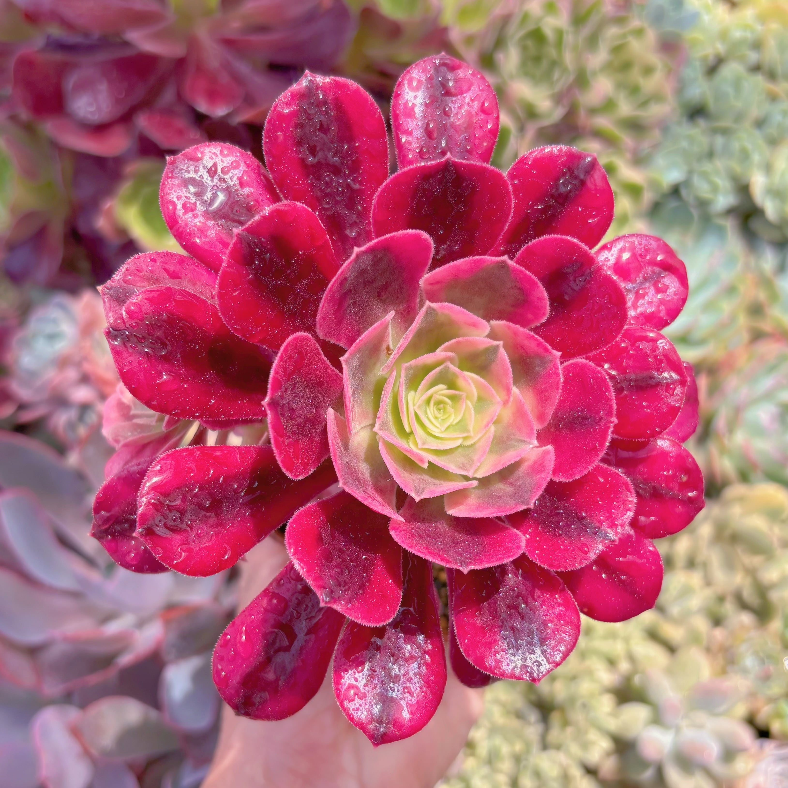 現品　メデューサ#649　群生　るる農園