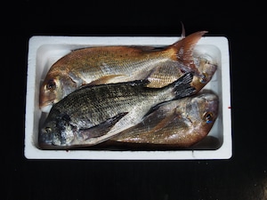 【漁師にお任せ！お魚宝箱！】（2～3kg）送料別