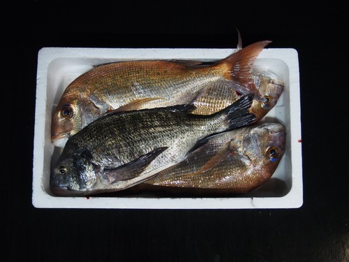 【漁師にお任せ！お魚宝箱！】（2～3kg）送料別