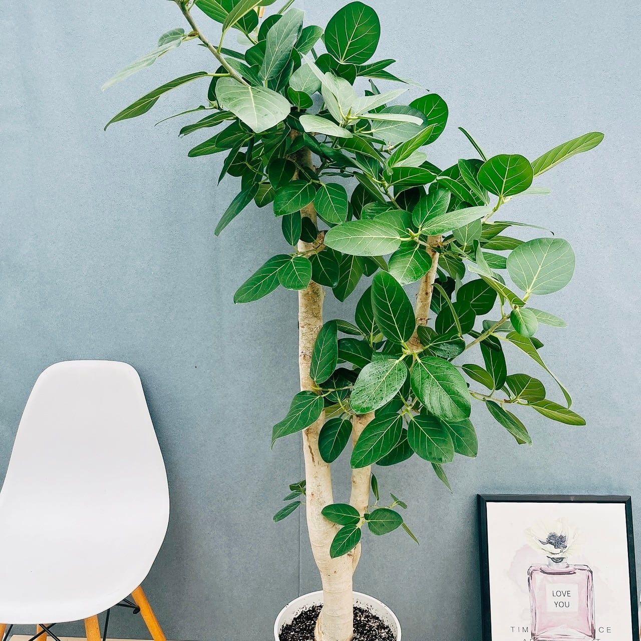 現品］1番 フィカス ベンガレンシス 10号 観葉植物 室内 大型 ゴムの木