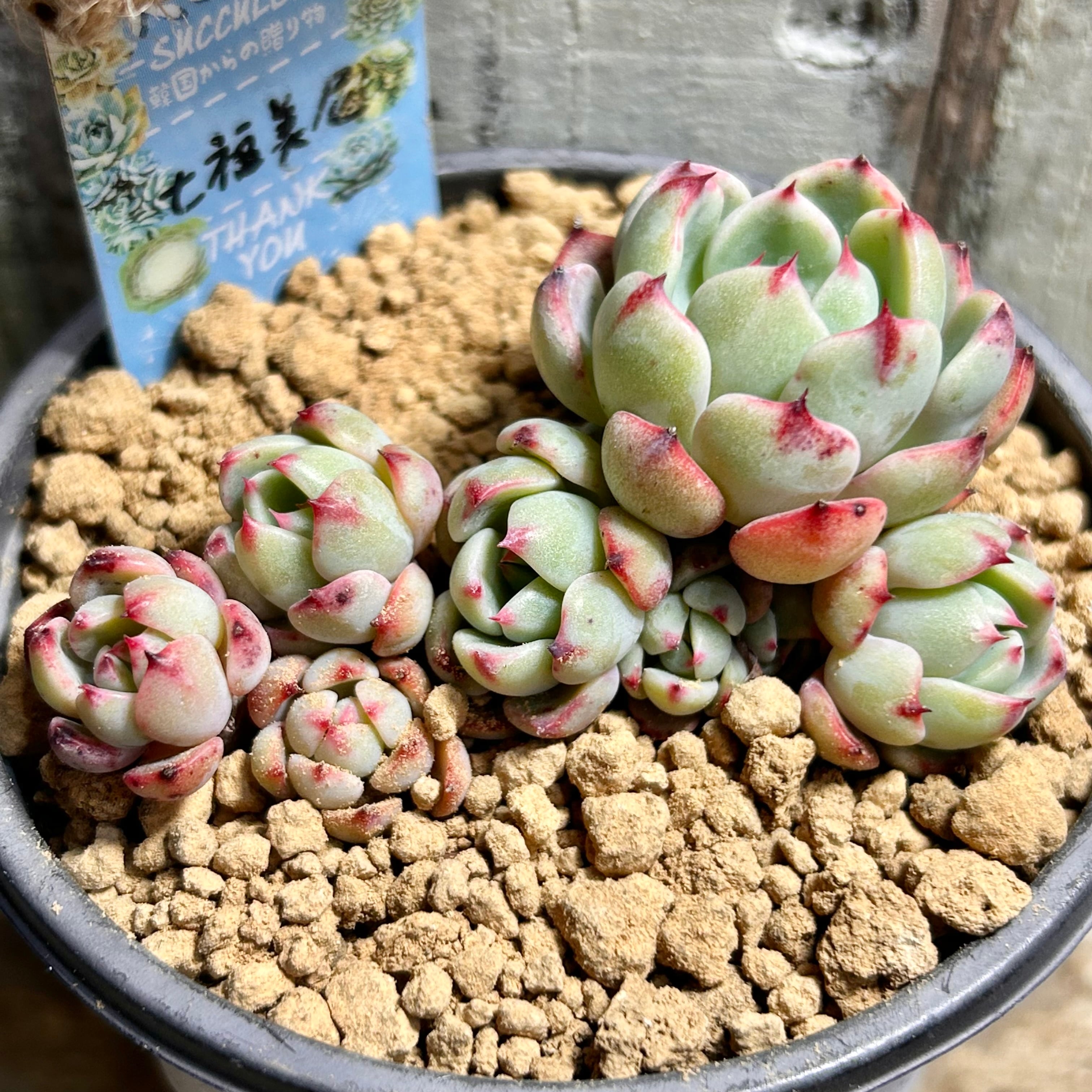 T) 姫オブツーサ錦 ハオルチア | RuPo 多肉植物専門店