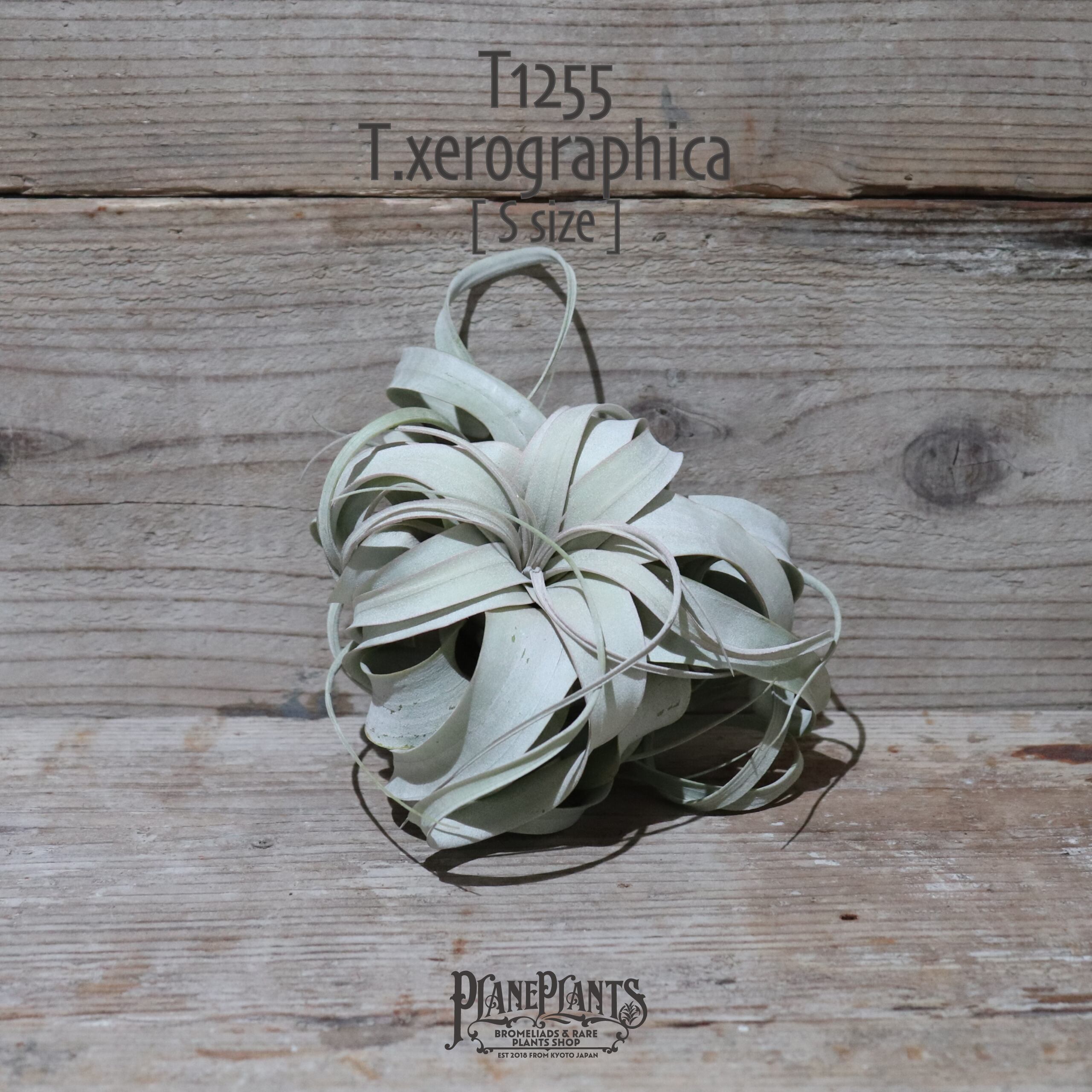 【送料無料】キセログラフィカ S 〔エアプランツ〕現品発送T1255