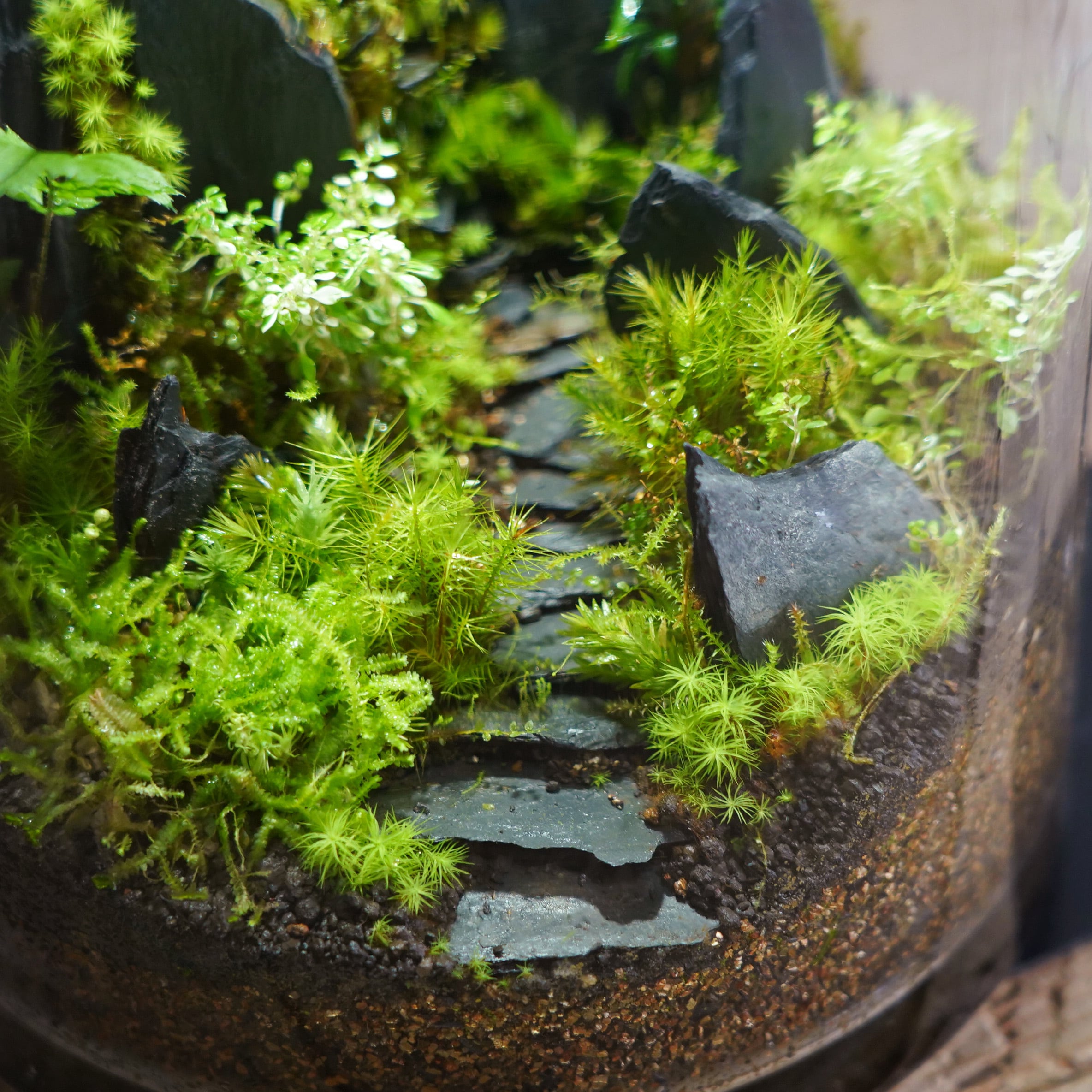 苔テラリウム作品『悪魔の砦』◇限定作品 2.20＃3 | 苔テラリウム専門