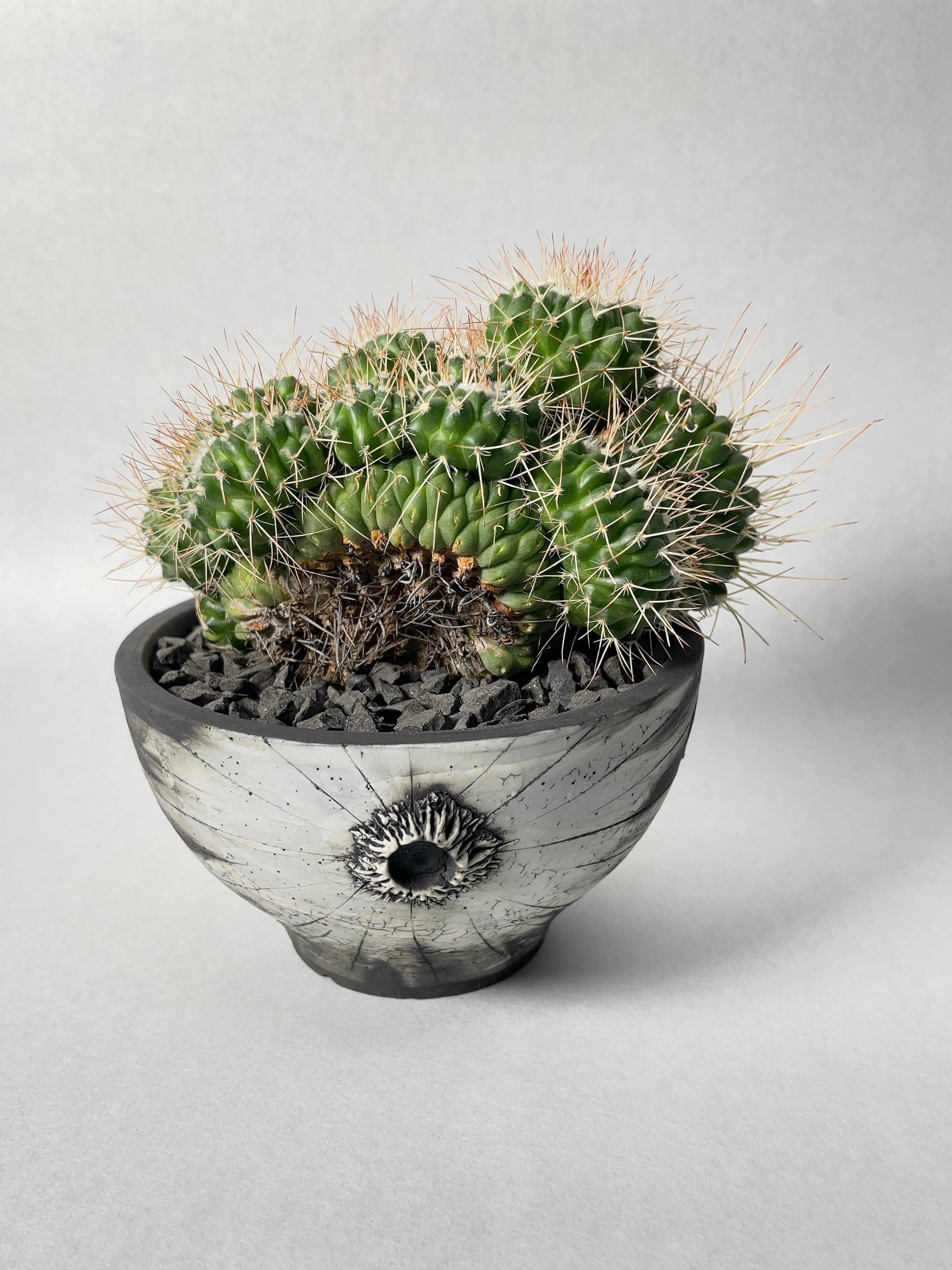 マミラリア・長刺白竜丸綴化 | trigger