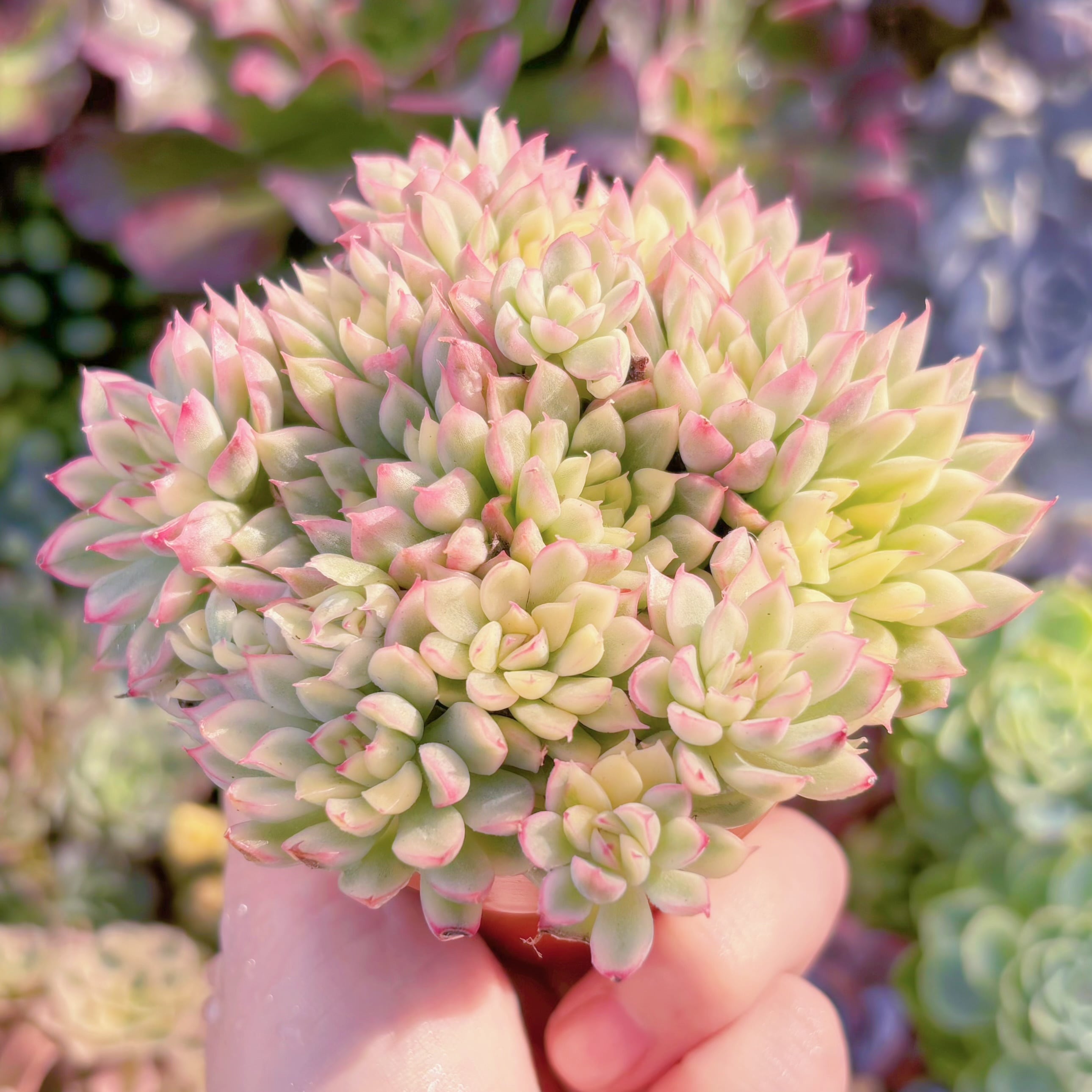 多肉植物 女雛錦 群生 新入荷 るる農園 | るる農園~多肉植物専門