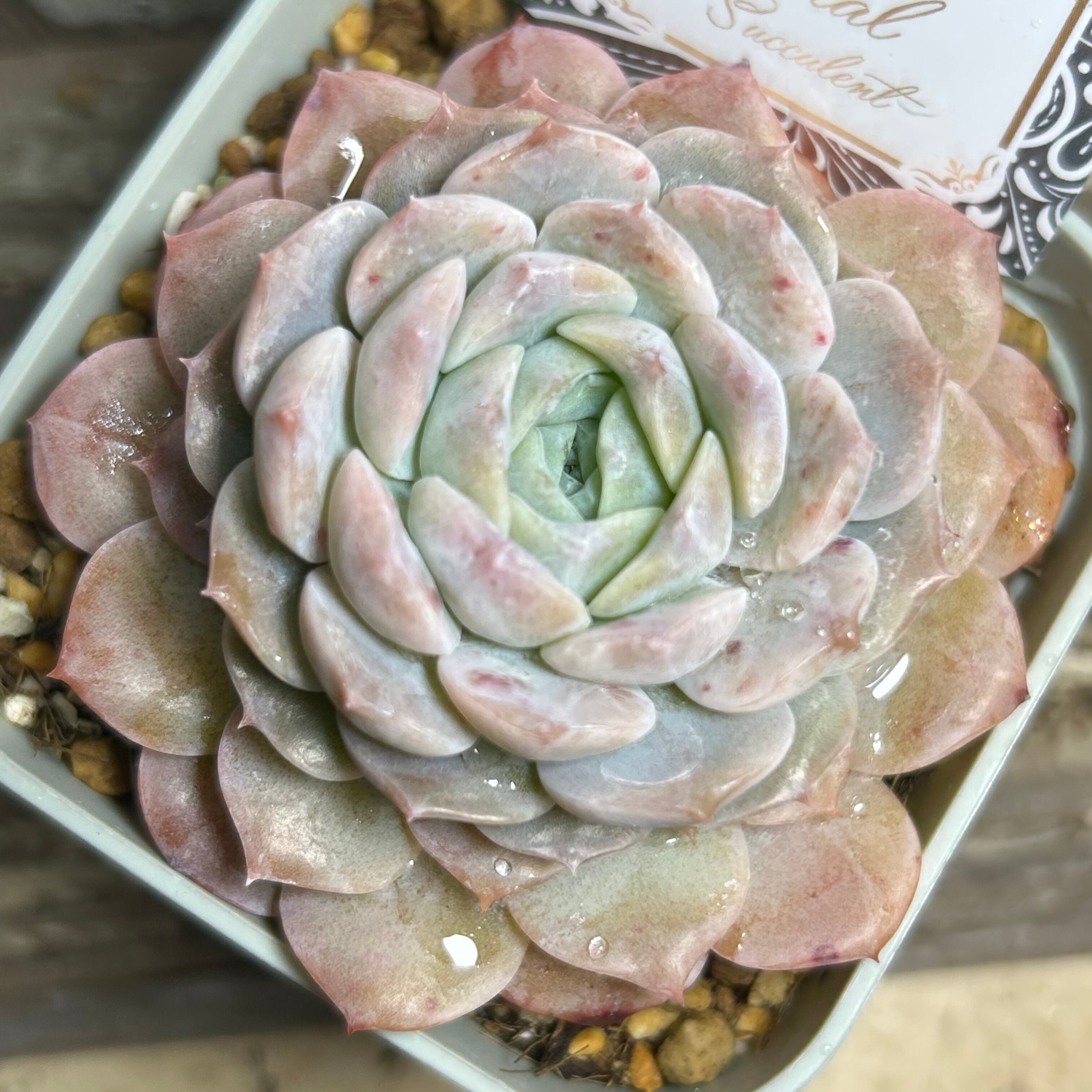 ピュアラブ | RuPo 多肉植物専門店