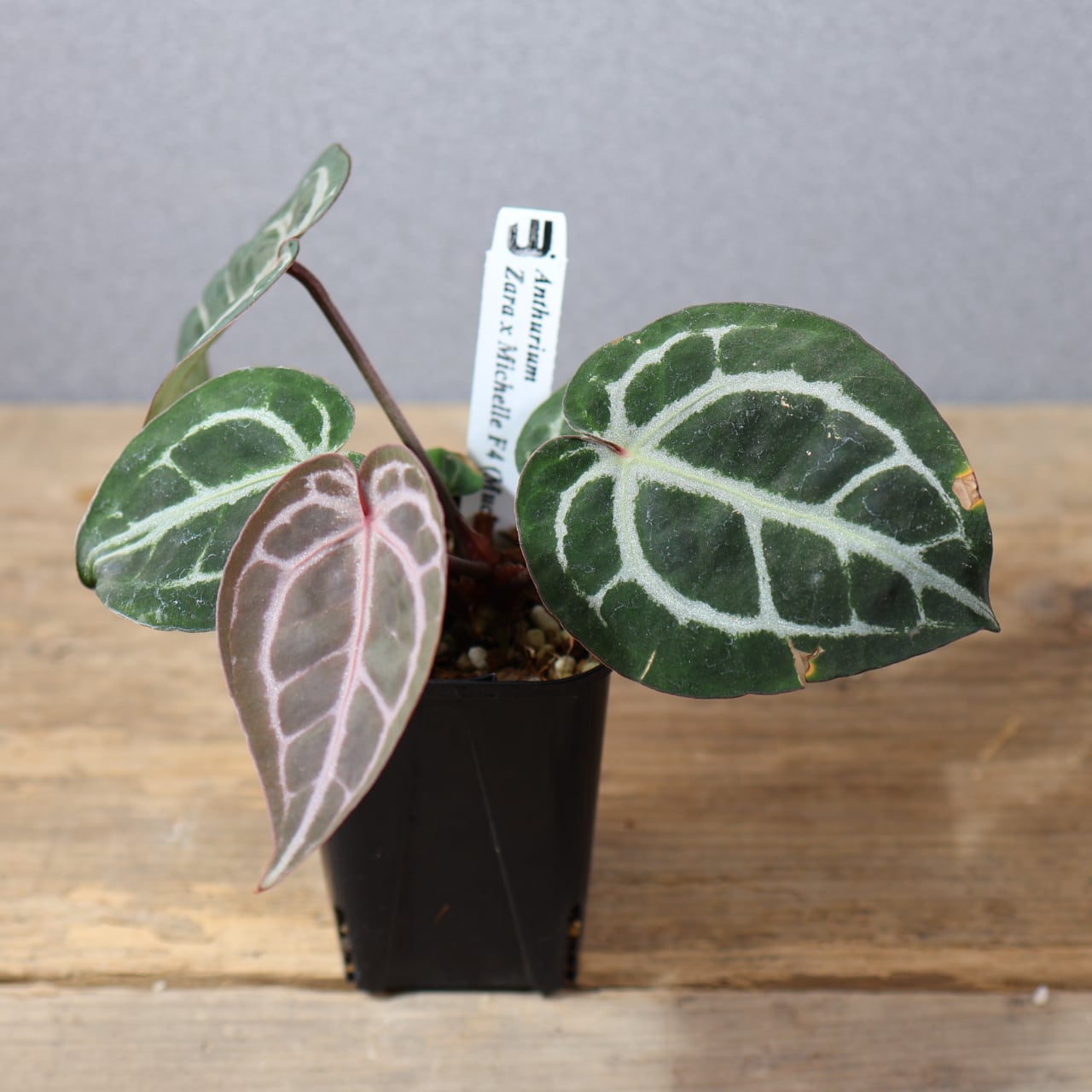 795『urban jungle アンスリウム Zara×Michelle F4』観葉植物 一点もの