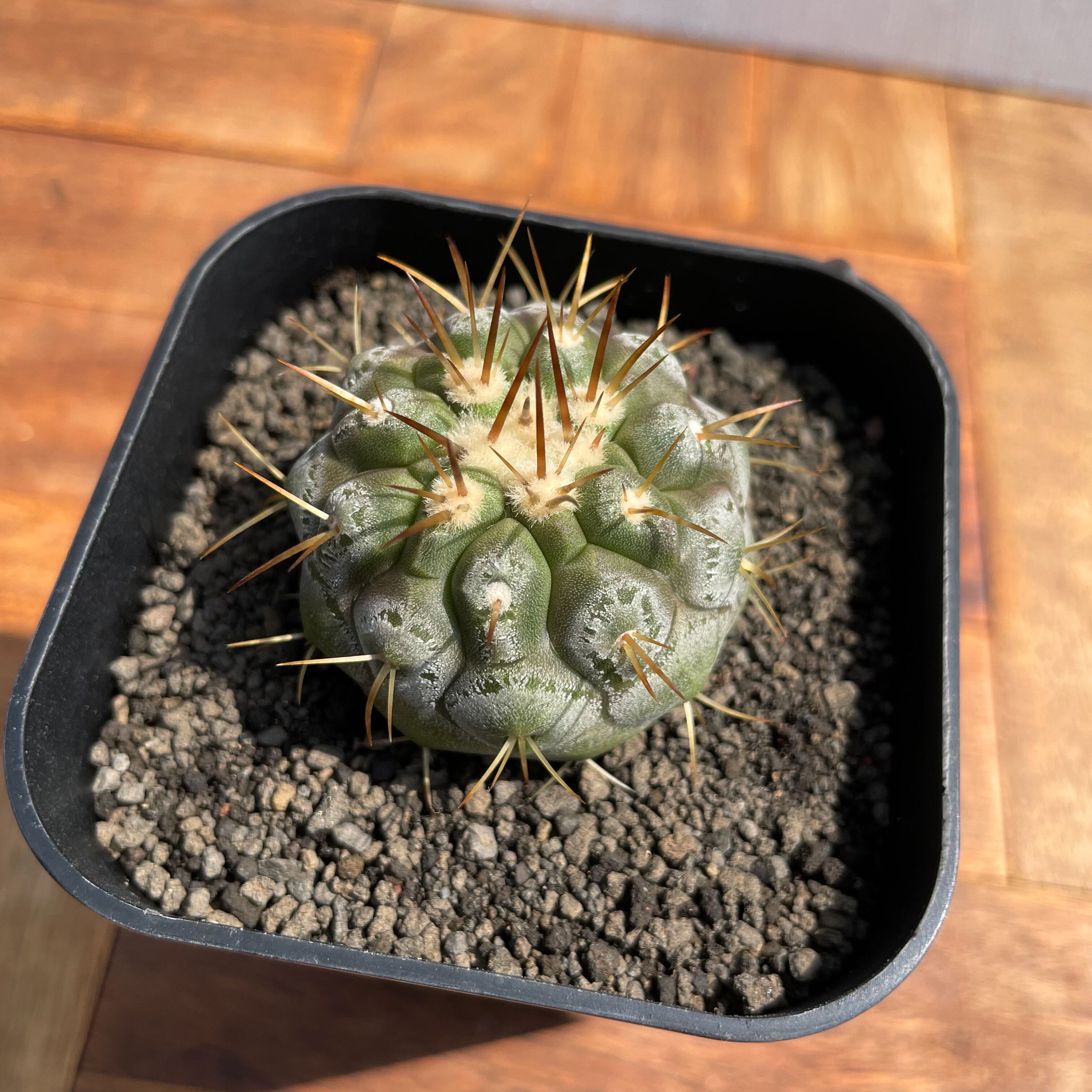 Copiapoa cinerea var. columna-alba【コピアポア・孤竜丸・実生