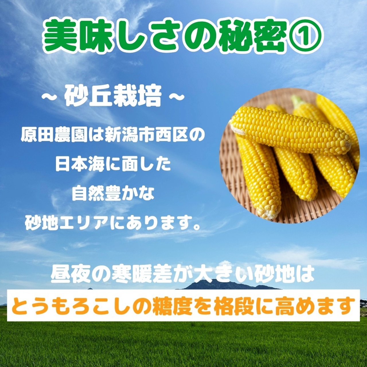 新潟県産 原田農園 とうもろこし 10本 プレミアム未来 新潟県産 送料無料 お中元 御中元 夏 ギフト プレゼント トウモロコシ 玉蜀黍 甘い 生 新鮮 スイートコーン コーン お取り寄せ 新潟 ご当地 特産 産地直送 農家直送