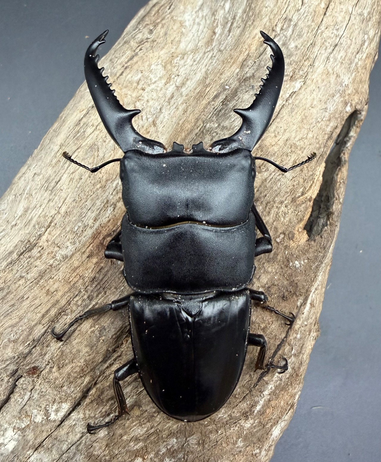 【WD】《パラワンオオヒラタ ガントン産 88mm ペア》