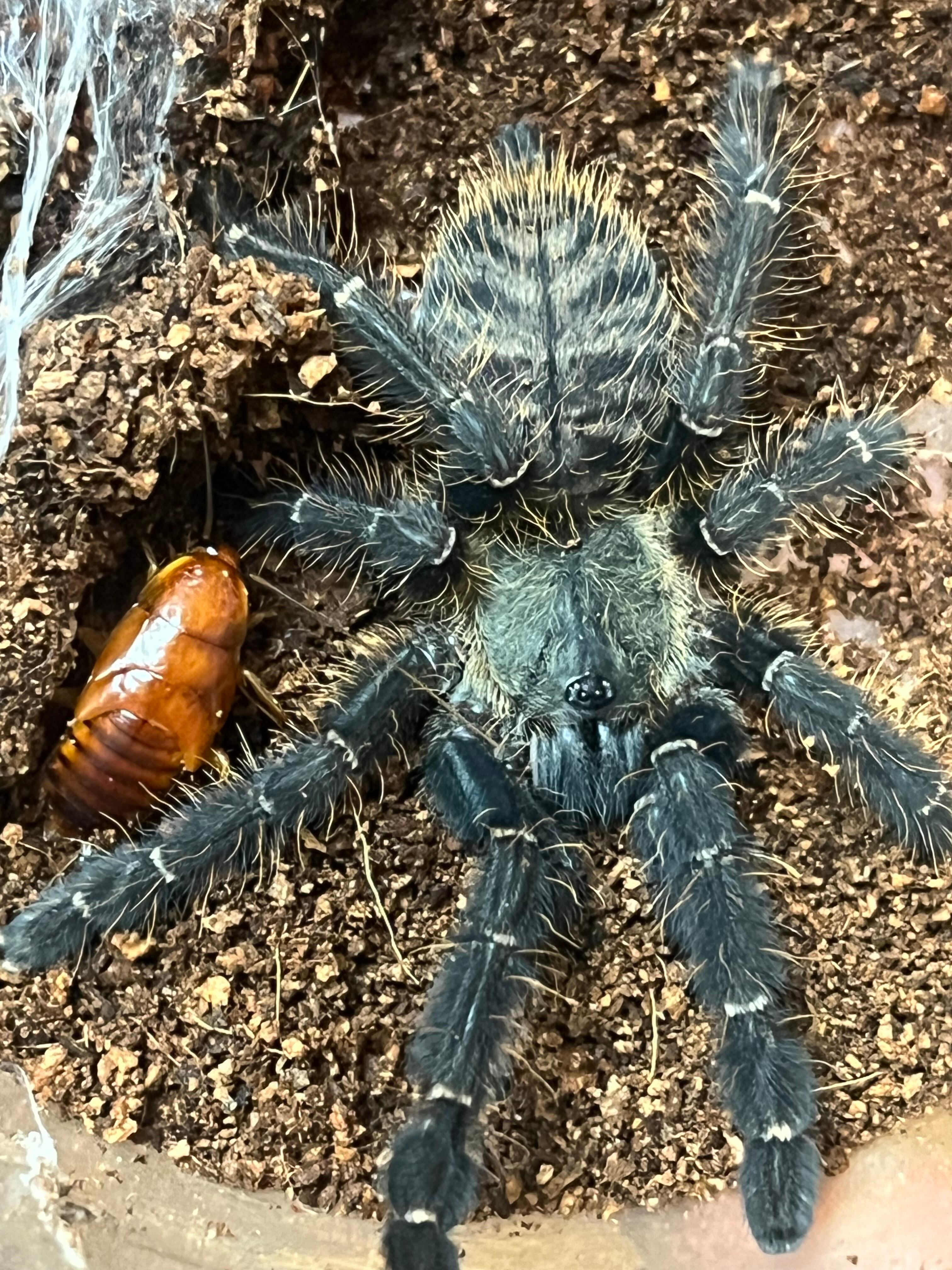 Omothymus sp. Sumatran Tigerタランチュラ LS6cm程 ムカデ  