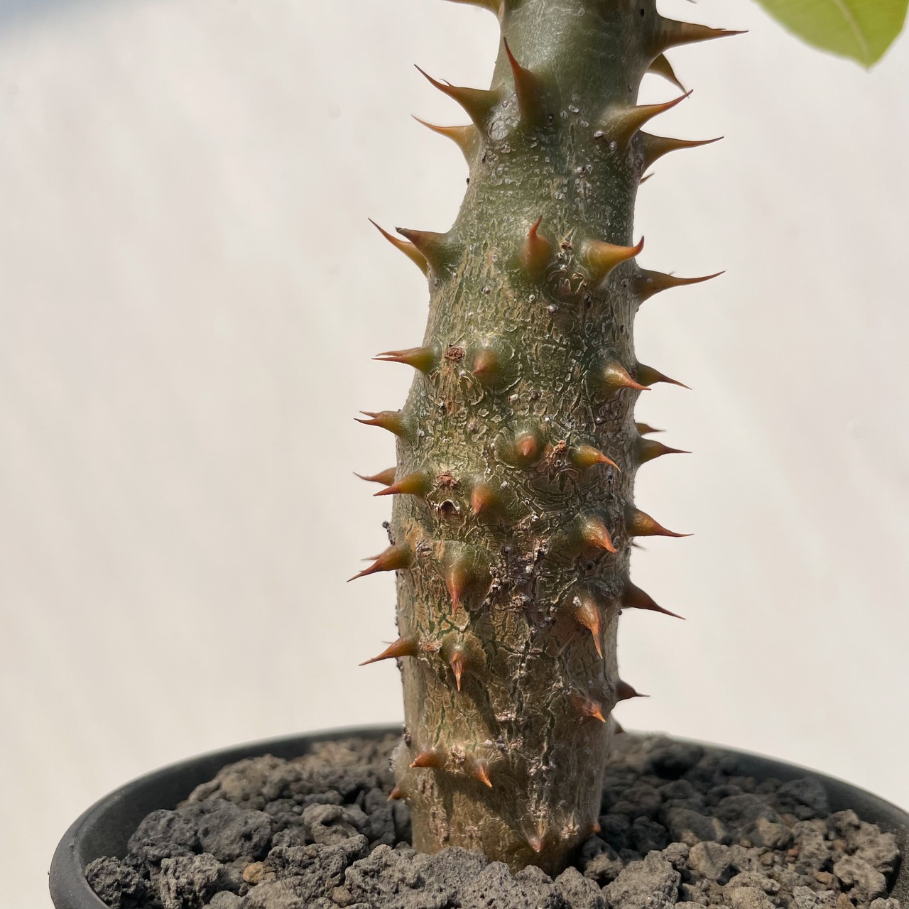 Pachypodium baroniik【パキポディウム・バロニー・実生】