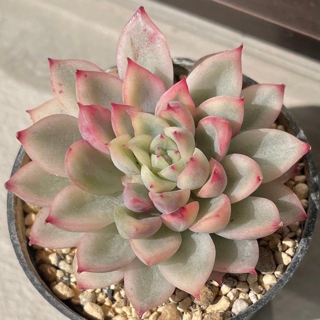 メビナ錦 エケベリア 韓国苗 多肉植物 女雛錦 Feel Garden