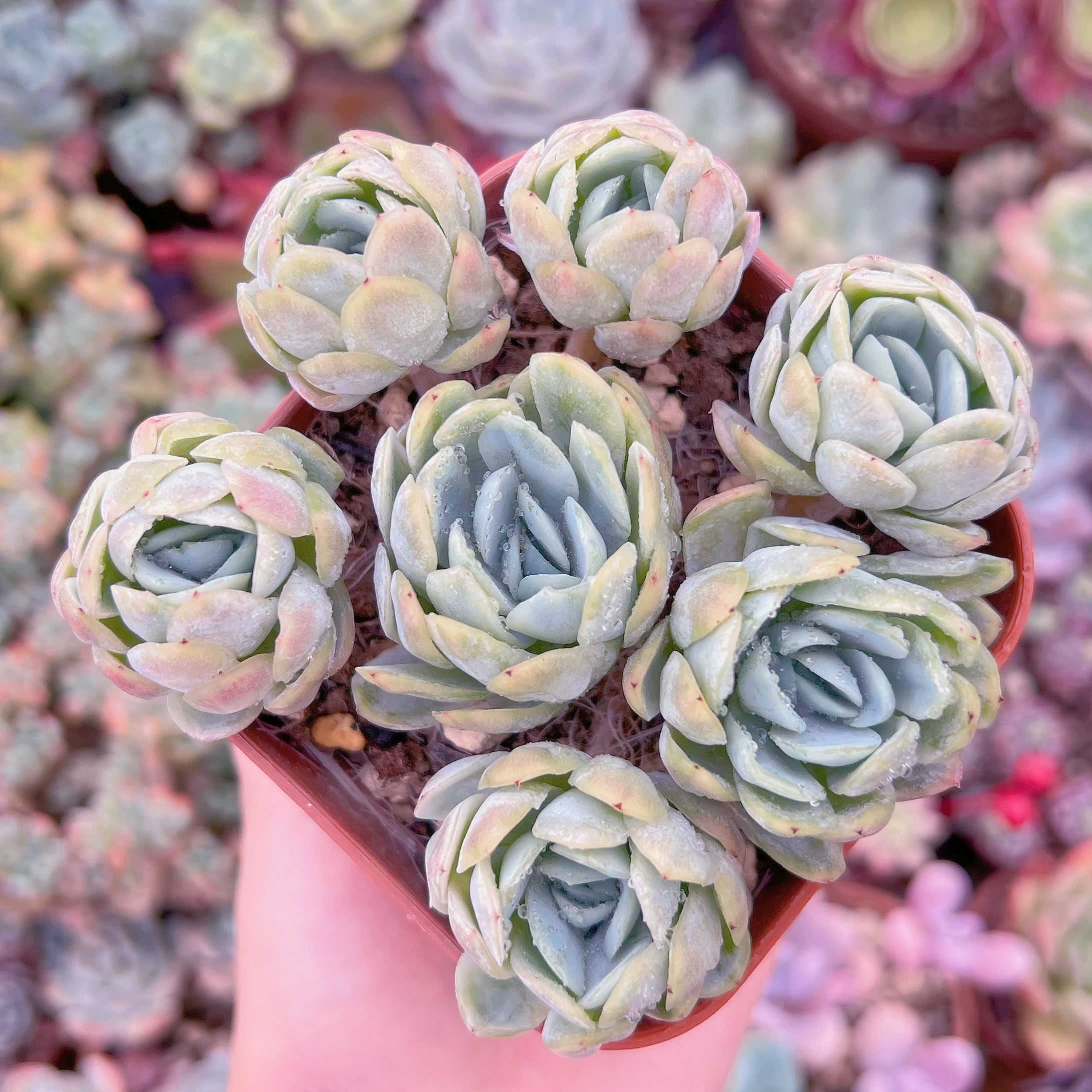 現品　ラズベリーアイス錦#615　群生　るる農園