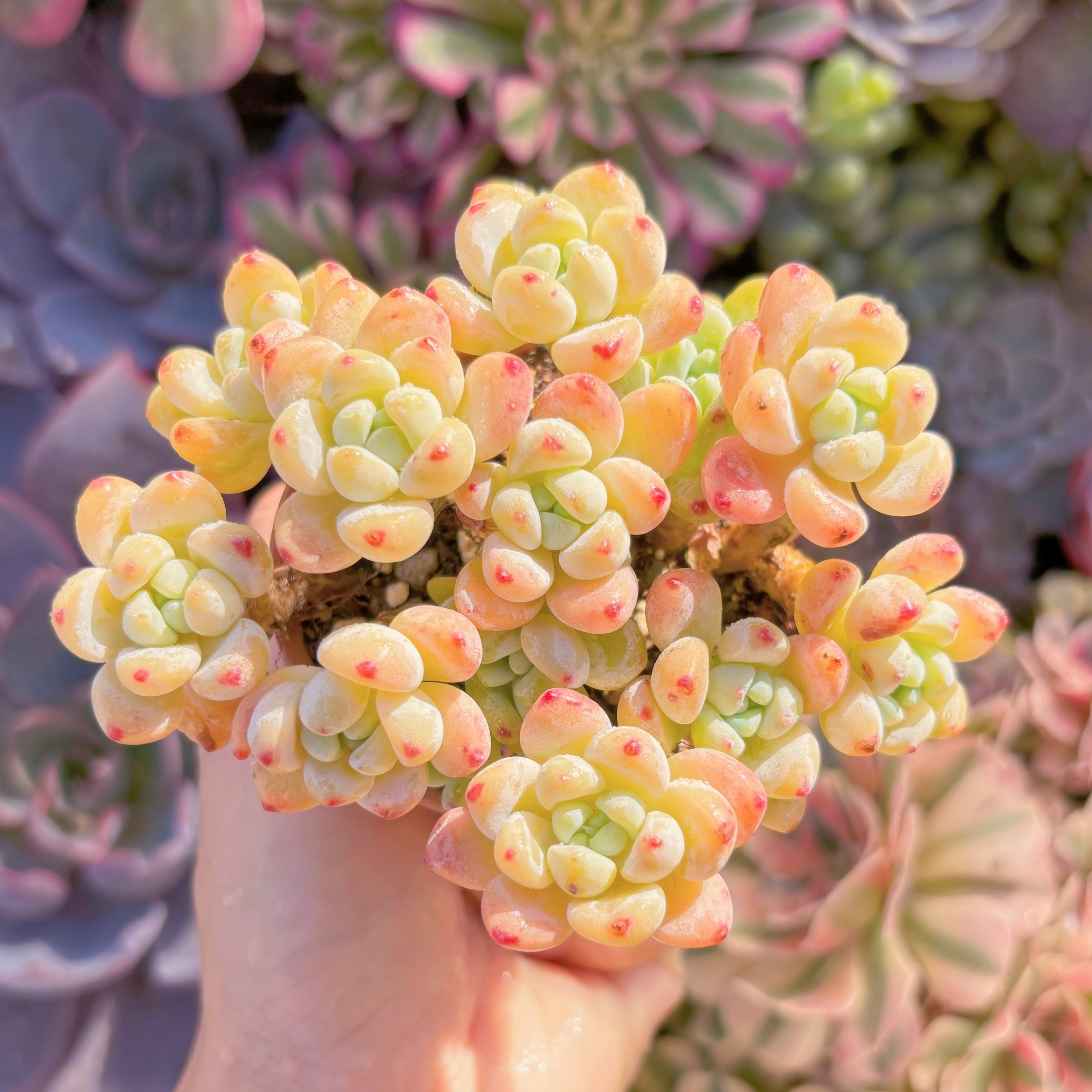 現品　ピンクラウル#A059　群生　るる農園