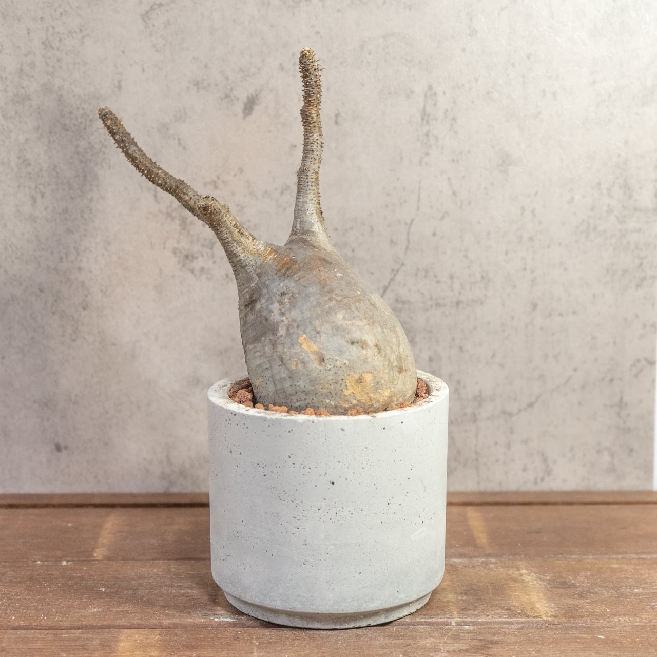 【現物/胴回り32㎝】パキポディウム・グラキリス。根腐れを防ぐ独自配合の用土で、初心者の方でも安心して塊根植物の育成を始められます|虫発生抑制