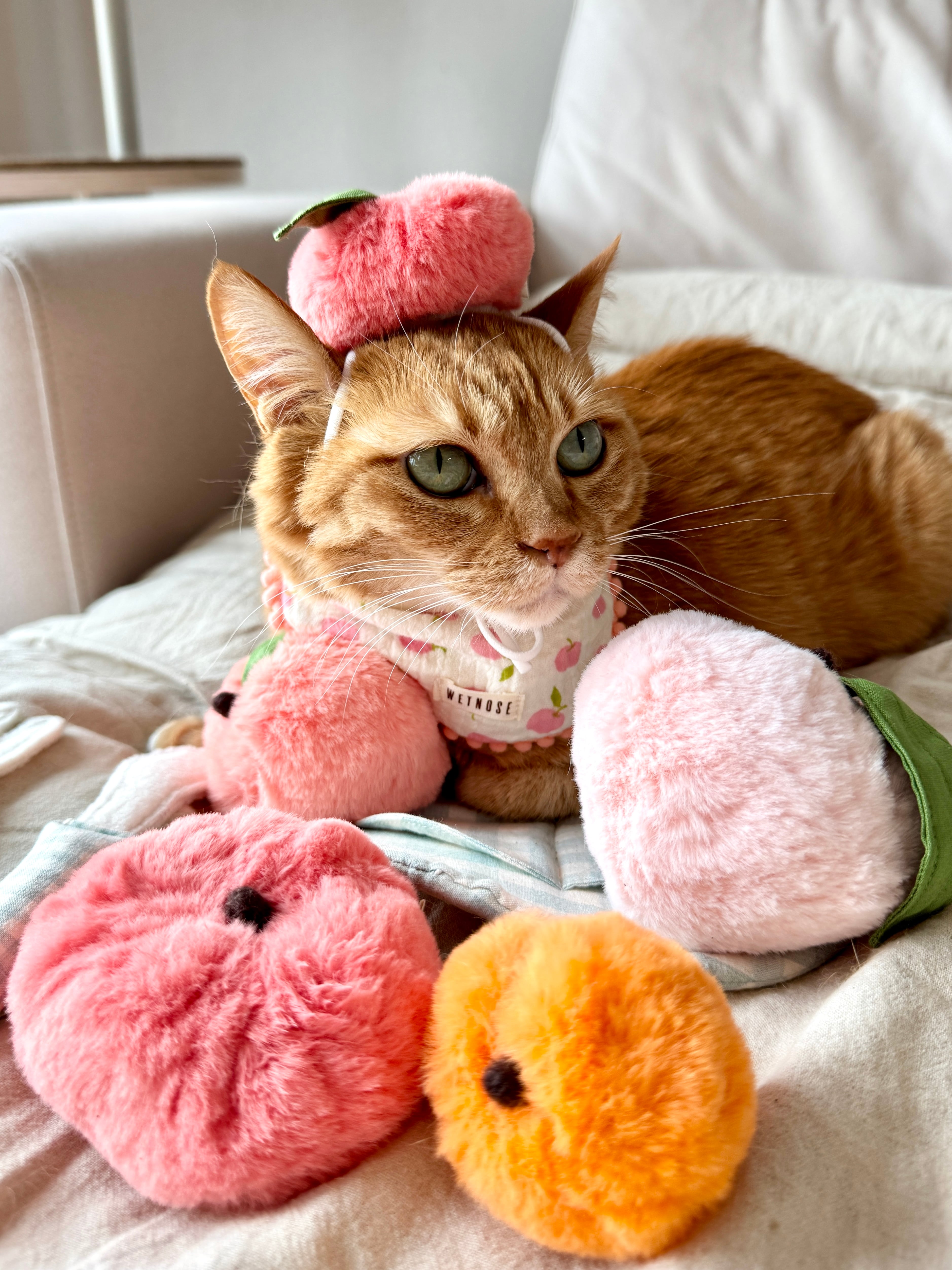 peach headpiece from WETNOSE 桃帽子 猫 | nyanpets 猫グッズ専門店